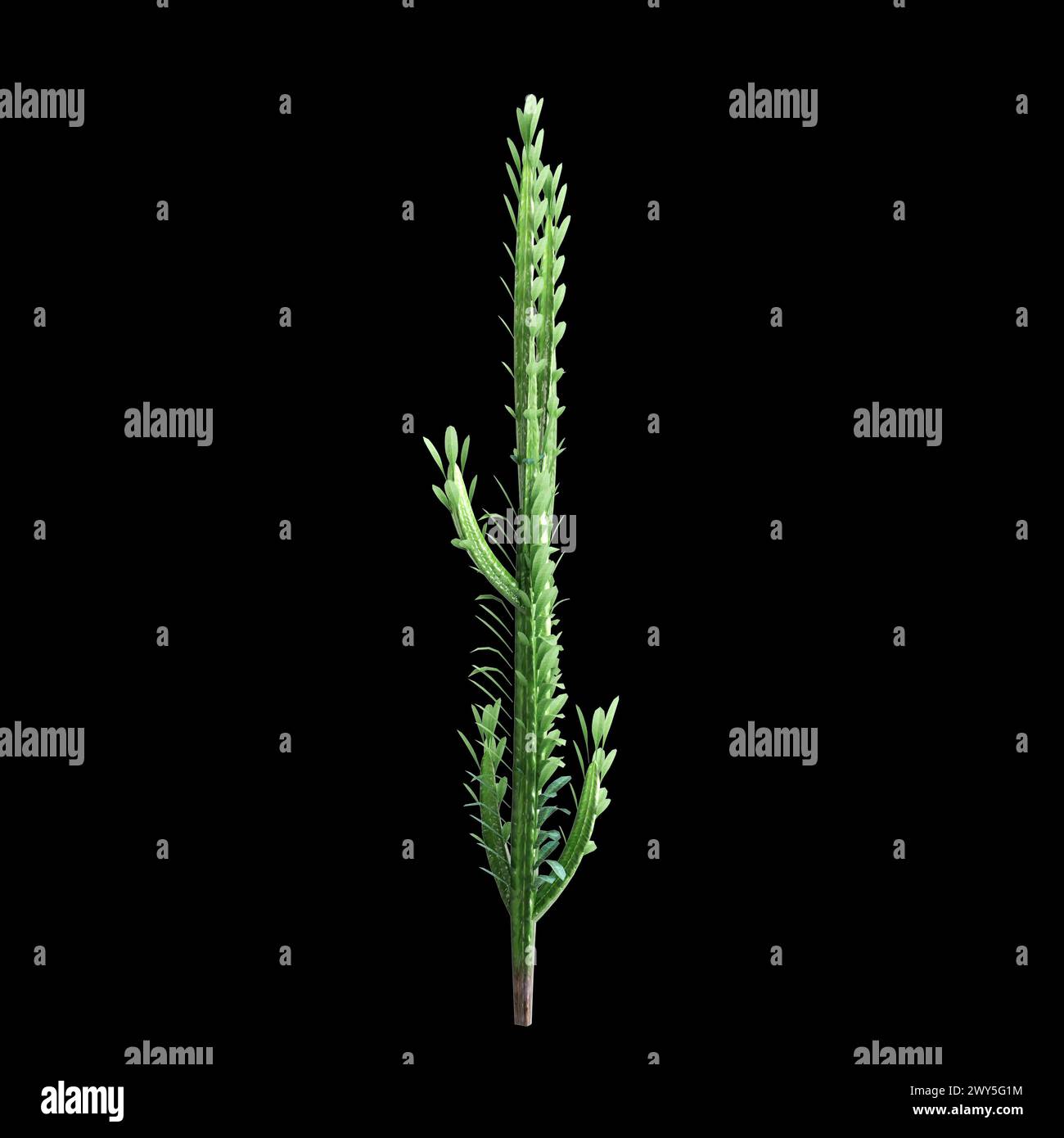 3D-Illustration des Busches Euphorbia trigona isoliert auf schwarzem Hintergrund Stockfoto