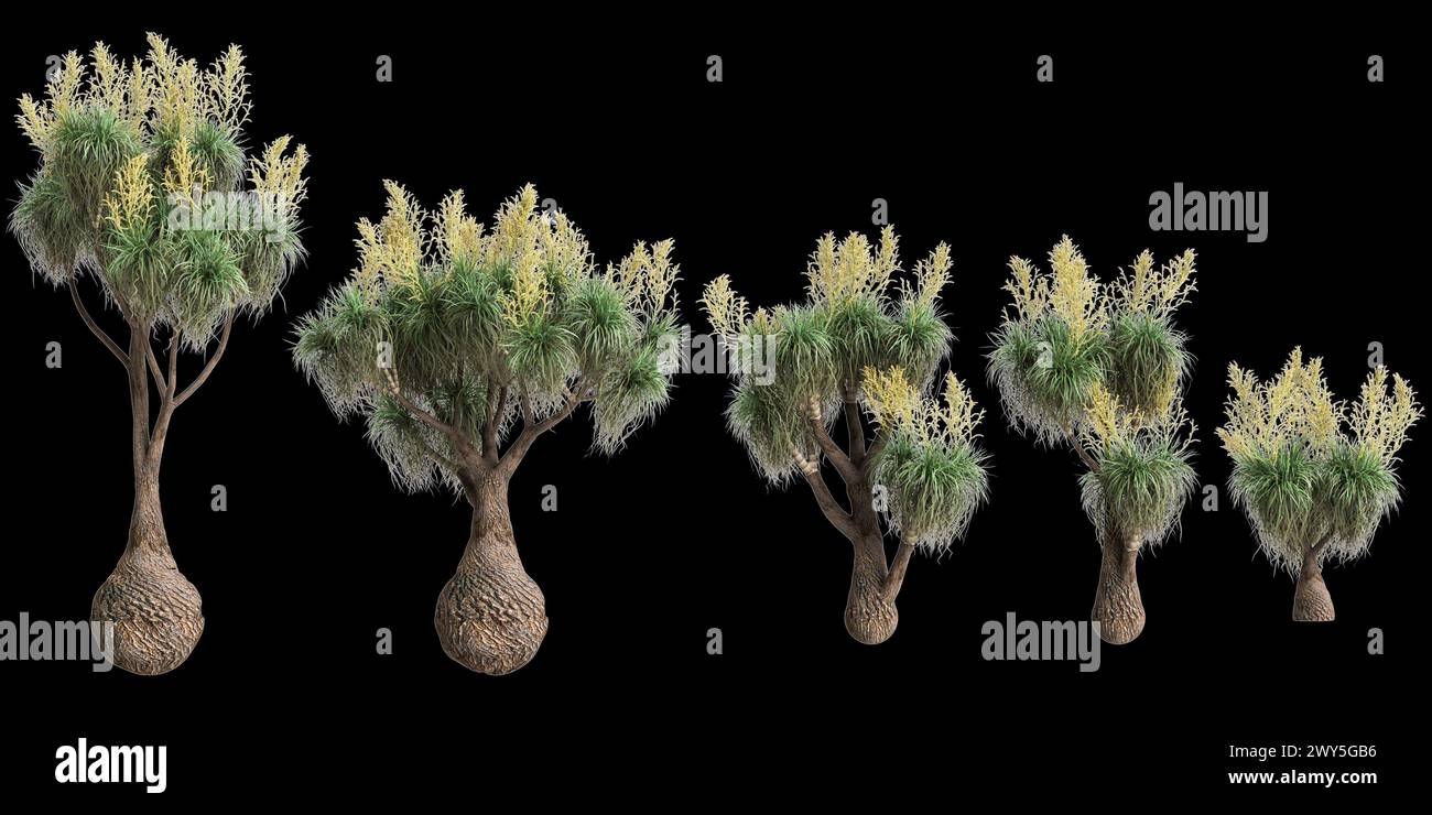 3D-Illustration des Sets Beaucarnea recurvata Baum isoliert auf schwarzem Hintergrund Stockfoto