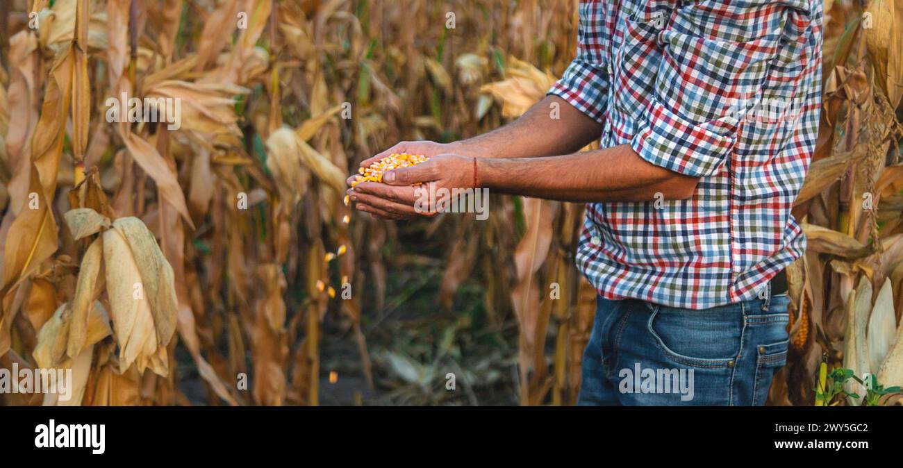 Maisernte in den Händen eines Bauern. Selektiver Fokus. Essen. Stockfoto