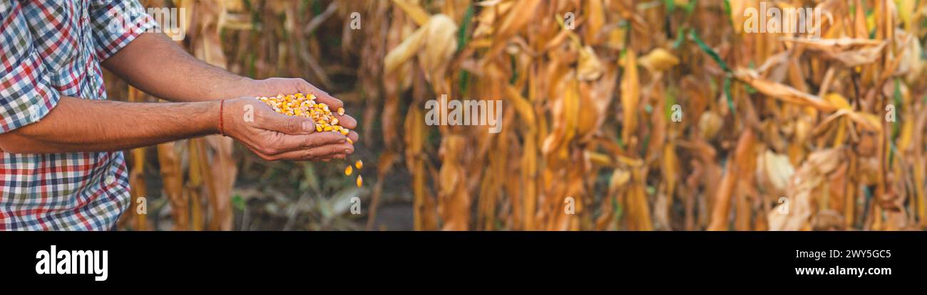 Maisernte in den Händen eines Bauern. Selektiver Fokus. Essen. Stockfoto