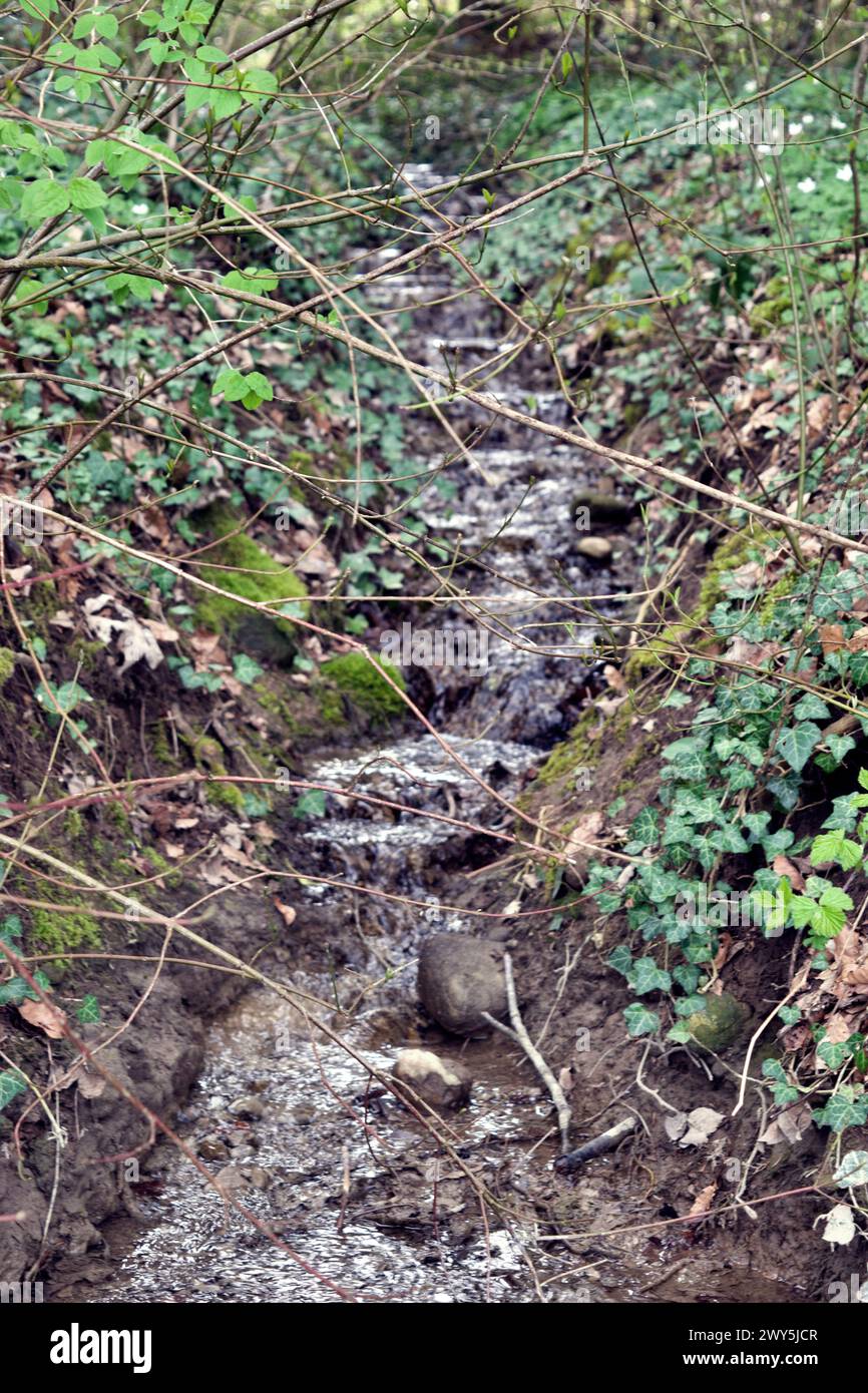 Fotos auf einer Wanderung durch den Wald in der Schweiz. Stockfoto