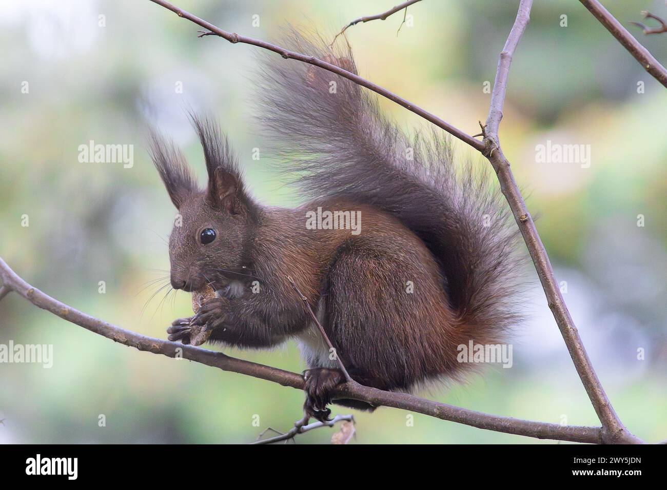 Rotes Eichhörnchen, das Nuss auf einem Zweig isst (Sciurus vulgaris) Stockfoto