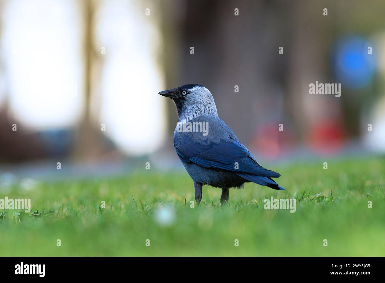 westliche Jackdaw auf der Nahrungssuche auf grünem Rasen (Corvus monedula) Stockfoto