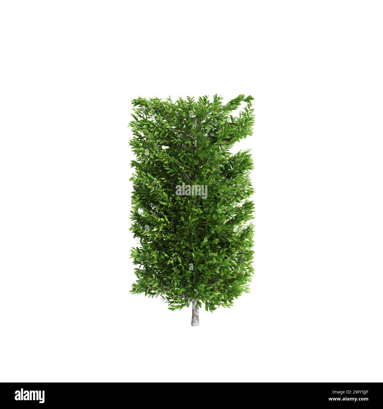 3D-Illustration des Busches Carpinus betulus isoliert auf weißem Hintergrund Stockfoto