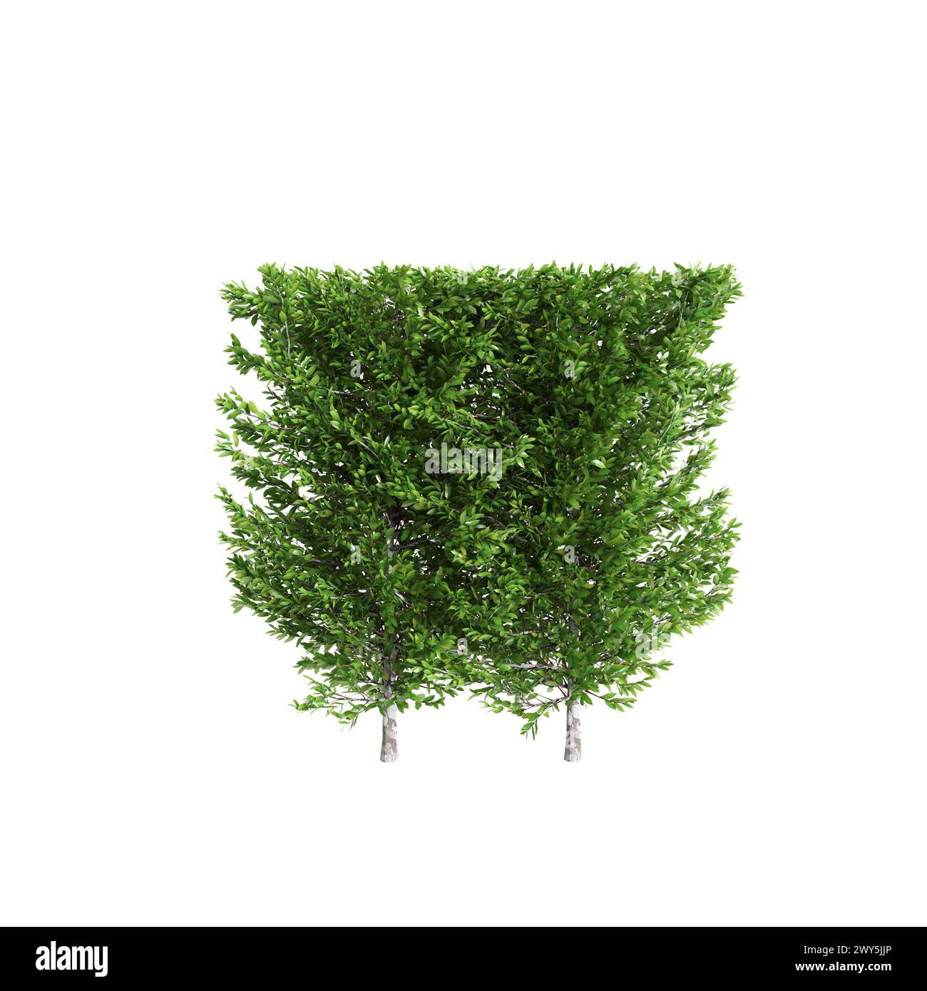 3D-Illustration von Carpinus betulus Treeline isoliert auf weißem Hintergrund Stockfoto