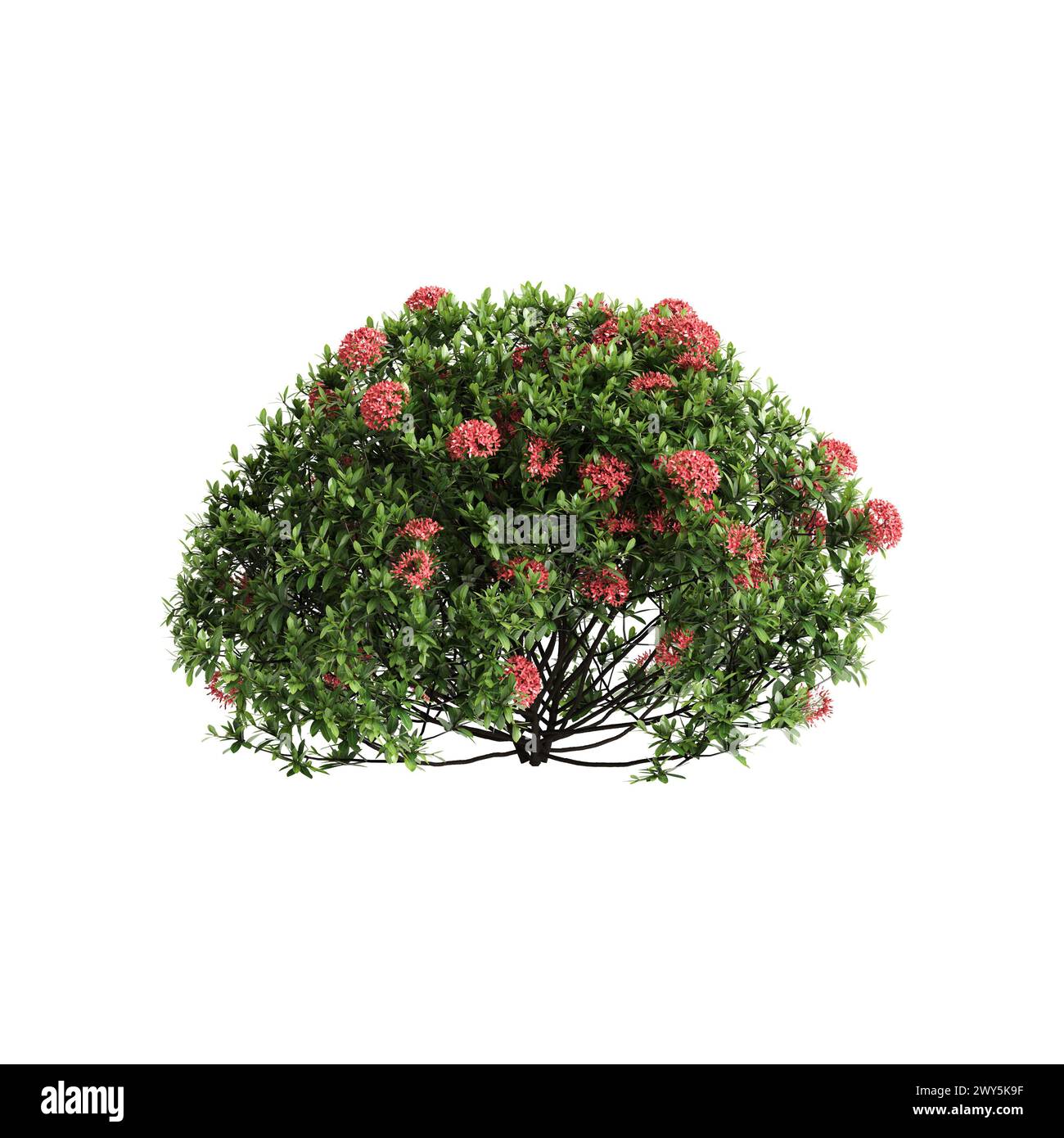 3D-Illustration des Busches Ixora taiwanensis isoliert auf schwarzem Hintergrund Stockfoto