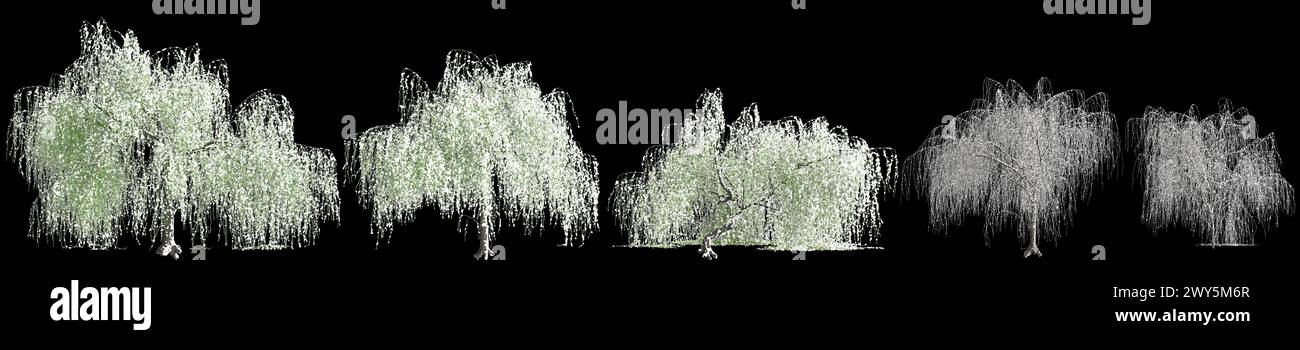 3D-Illustration des Satzes Salix tristis schneebedeckter Baum isoliert auf schwarzem Hintergrund Stockfoto