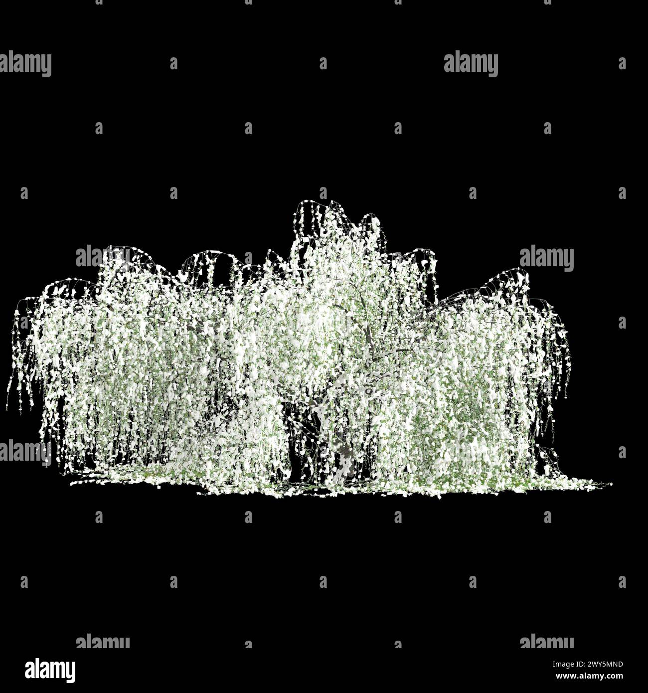 3D-Illustration von Salix tristis schneebedecktem Baum isoliert auf schwarzem Hintergrund Stockfoto