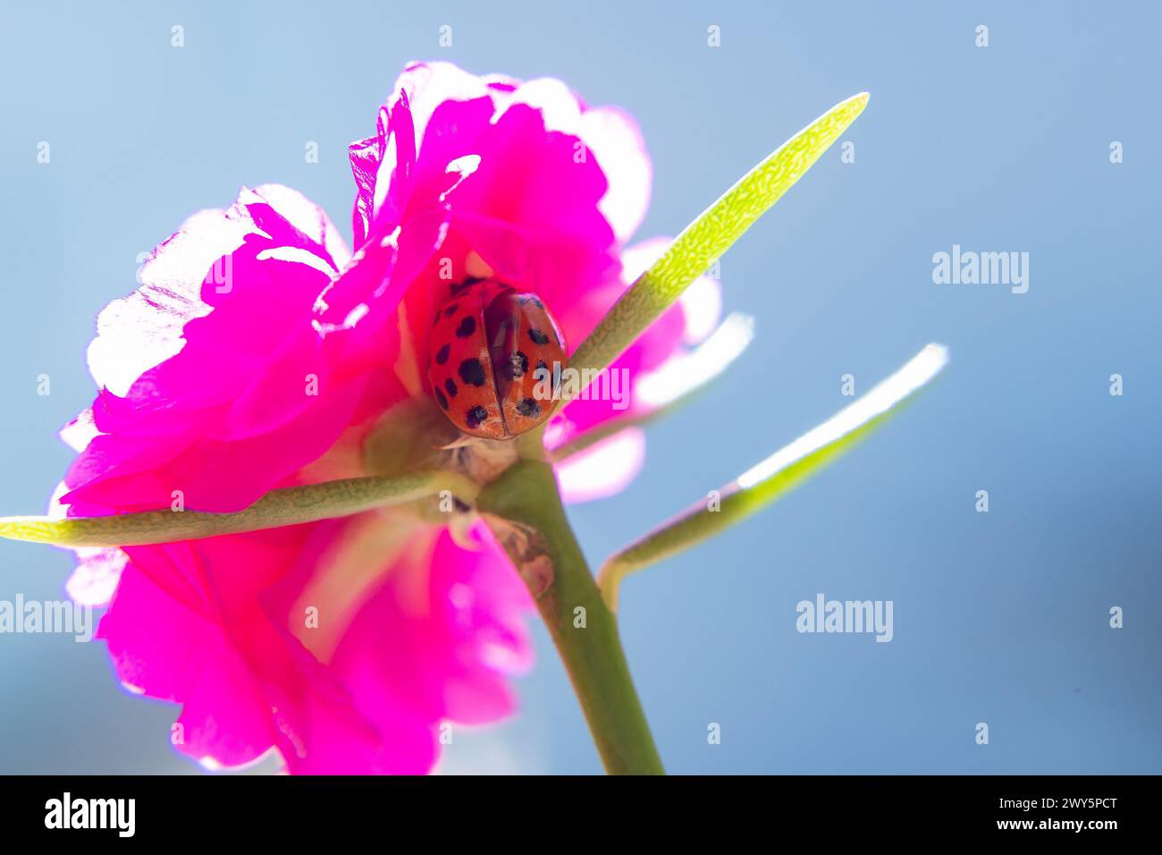 GOIANIA GOIAS BRASILIEN - ABRIL 03 2024: Nahaufnahme eines Marienkäfers, der auf einer rosa Blume läuft. Stockfoto