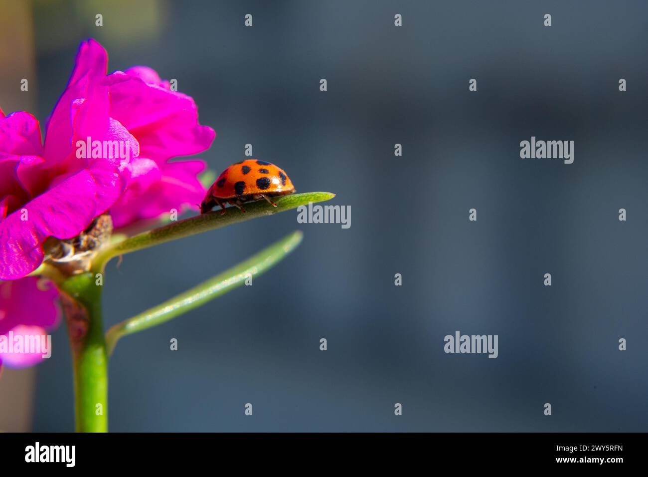 GOIANIA GOIAS BRAZIL - ABRIL 03 2024: Eine rosa Blume mit Marienkäfer, die auf einem Blatt mit verschwommenem Hintergrund läuft. Stockfoto