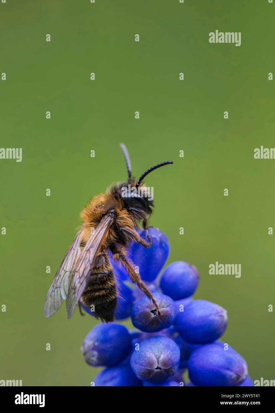 Eine männliche Andrena-Bergbaubiene auf einer Traubenhyazinth-Blume Stockfoto