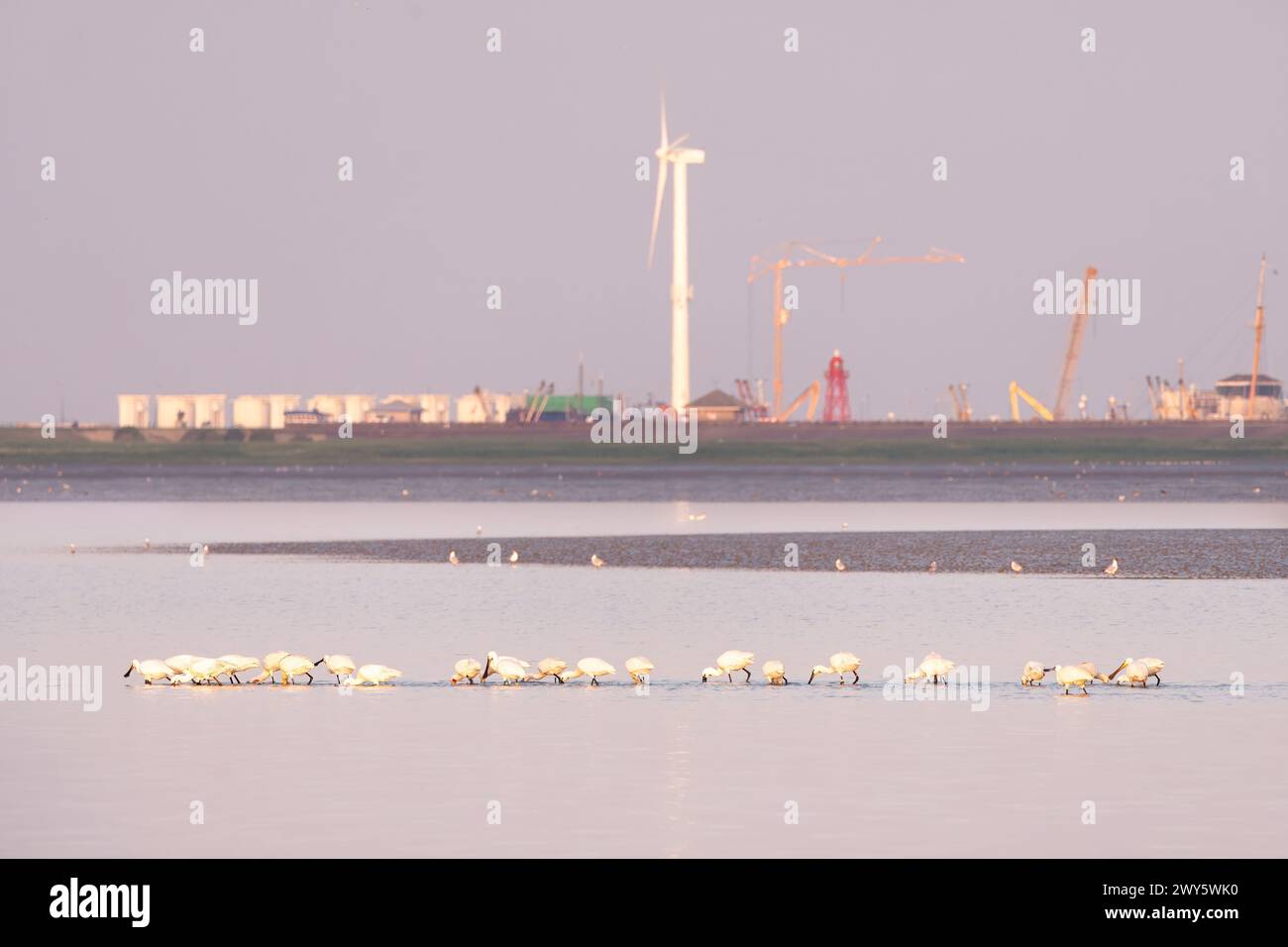 Weiße Löffelvögel, die bei Ebbe im Wattenmeer bei den Oever, Niederlande, in flachen Gewässern auf der Suche sind Stockfoto
