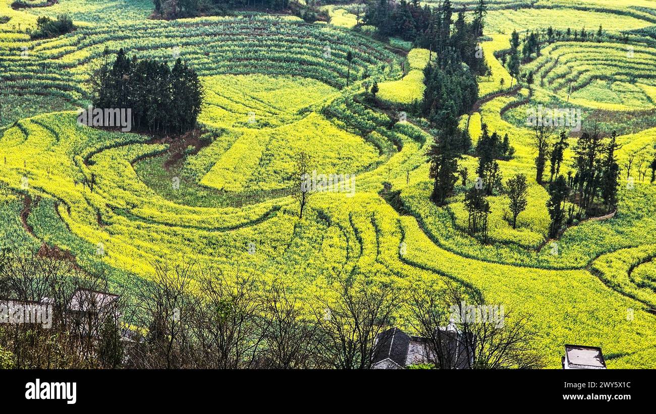 Lebhafte gelbe Blumenfelder umgeben malerische ländliche Häuser in Luosi Field, Luoping China Stockfoto