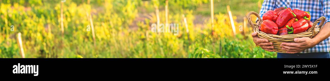 Pfefferernte im Garten in den Händen eines Bauern. Selektiver Fokus. Stockfoto