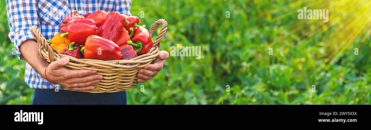 Pfefferernte im Garten in den Händen eines Bauern. Selektiver Fokus. Essen. Stockfoto