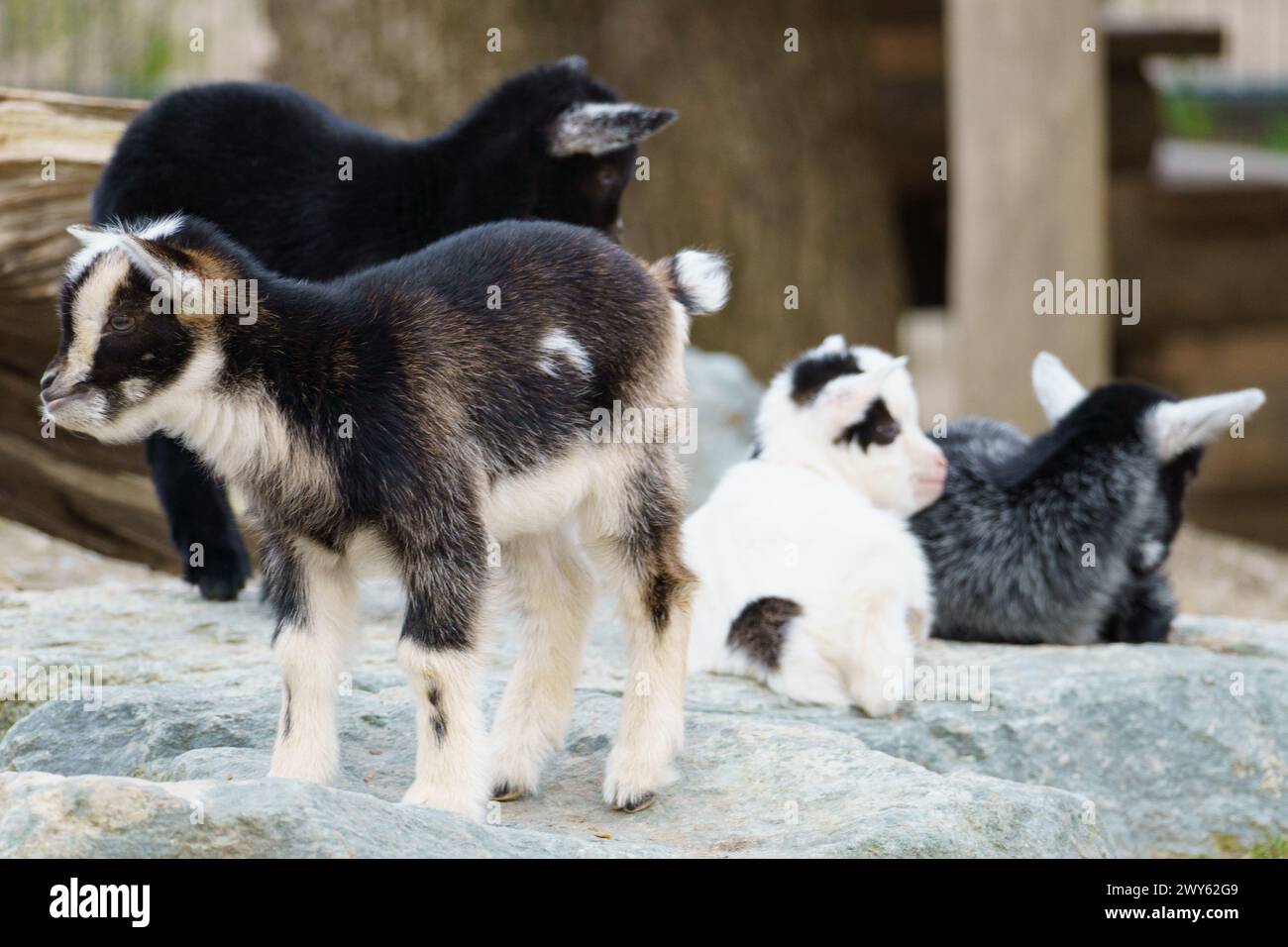 Eine Gruppe von kleinen schwarz-weißen Ziegen, die auf einem großen Felsen stehen Stockfoto