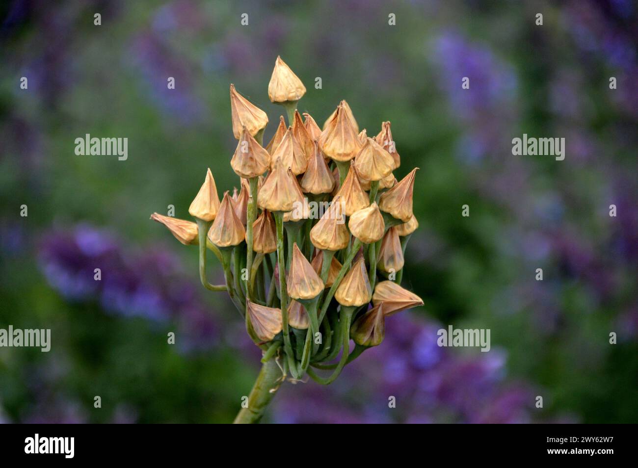 Allium Siculum Ucria „Sicilian Honey Knolic“ Samenköpfe, die an den Grenzen von Lowther Castle, Lake District National Park, Cumbria, England, Großbritannien angebaut werden. Stockfoto