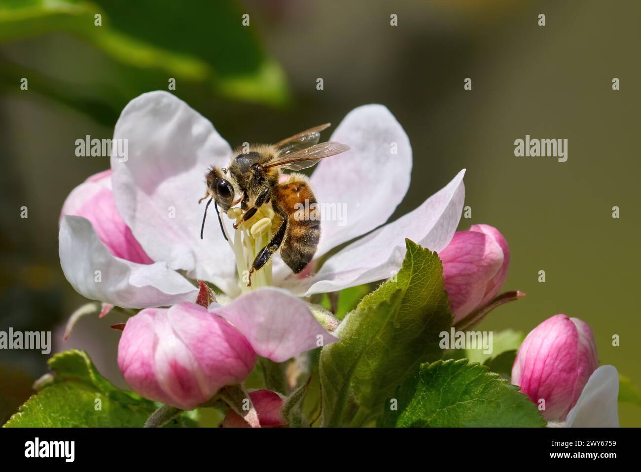 Biene bestäubt eine Apfelblüte Stockfoto