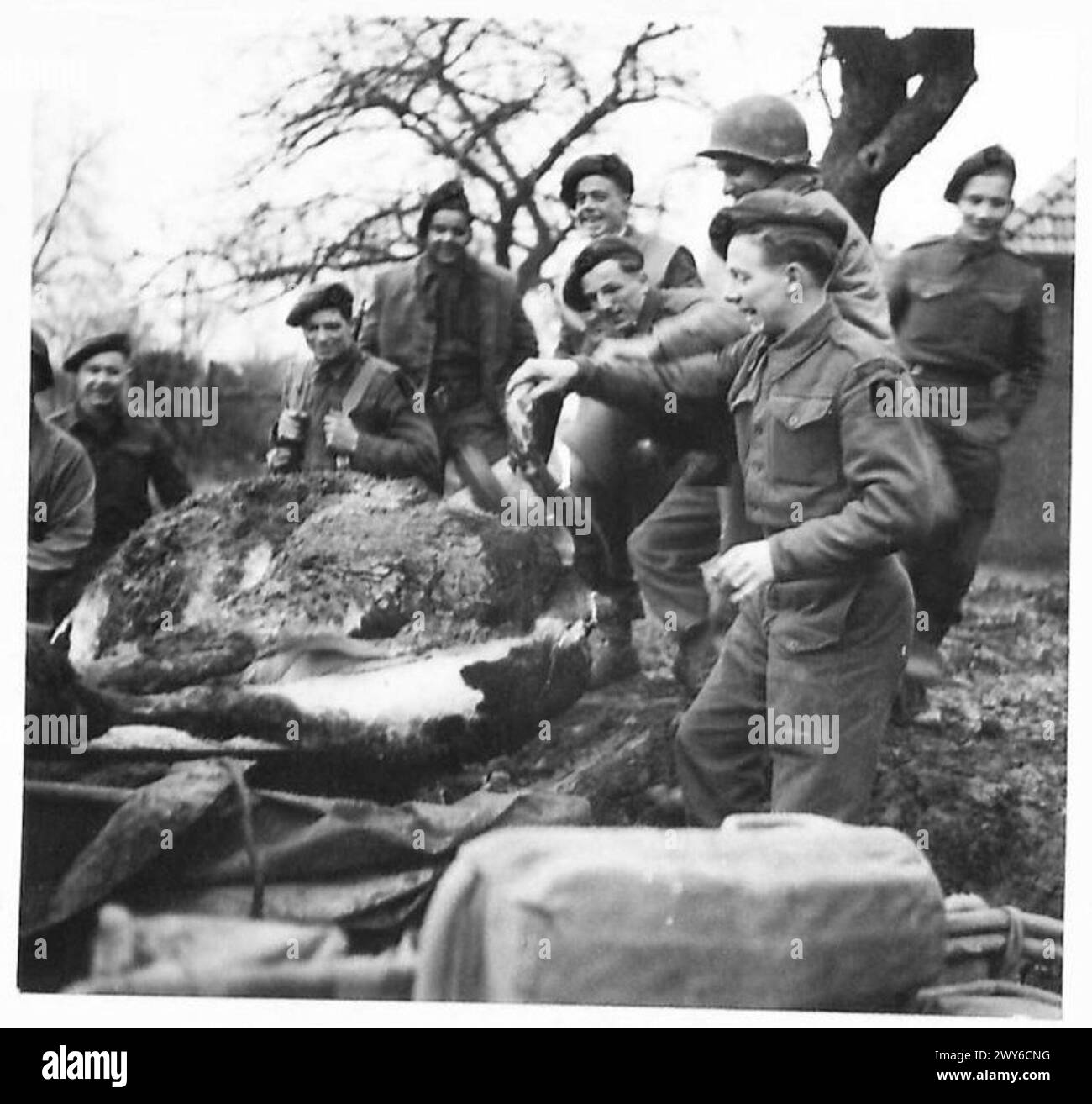 Während der Beschuss Gangels durch deutsche Artillerie wurde eine Kuh getötet, während Truppen der britischen Armee in der Gegend, der 21. Armeegruppe, operierten. Stockfoto