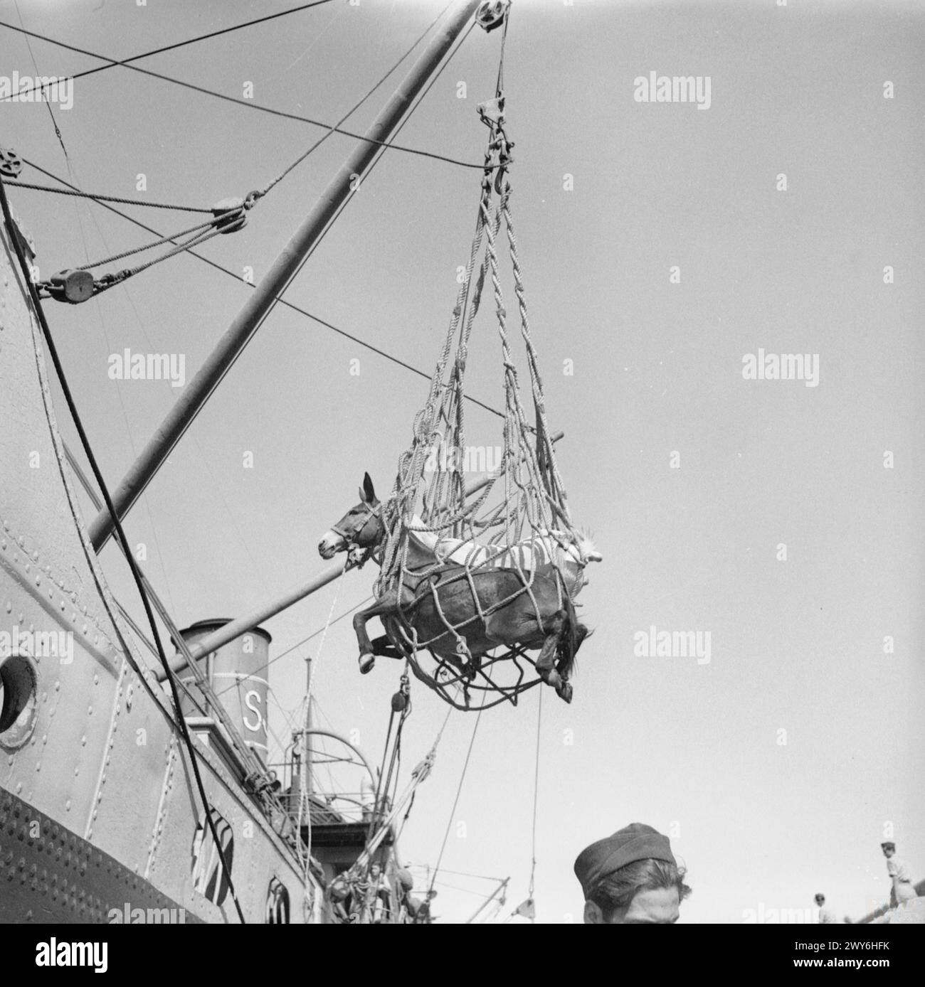 Zwei Maultiere werden über die Seite eines Schiffes in Netzen für den Transport nach Griechenland gehoben, um militärische oder logistische Operationen mit Tieren zu veranschaulichen. Stockfoto