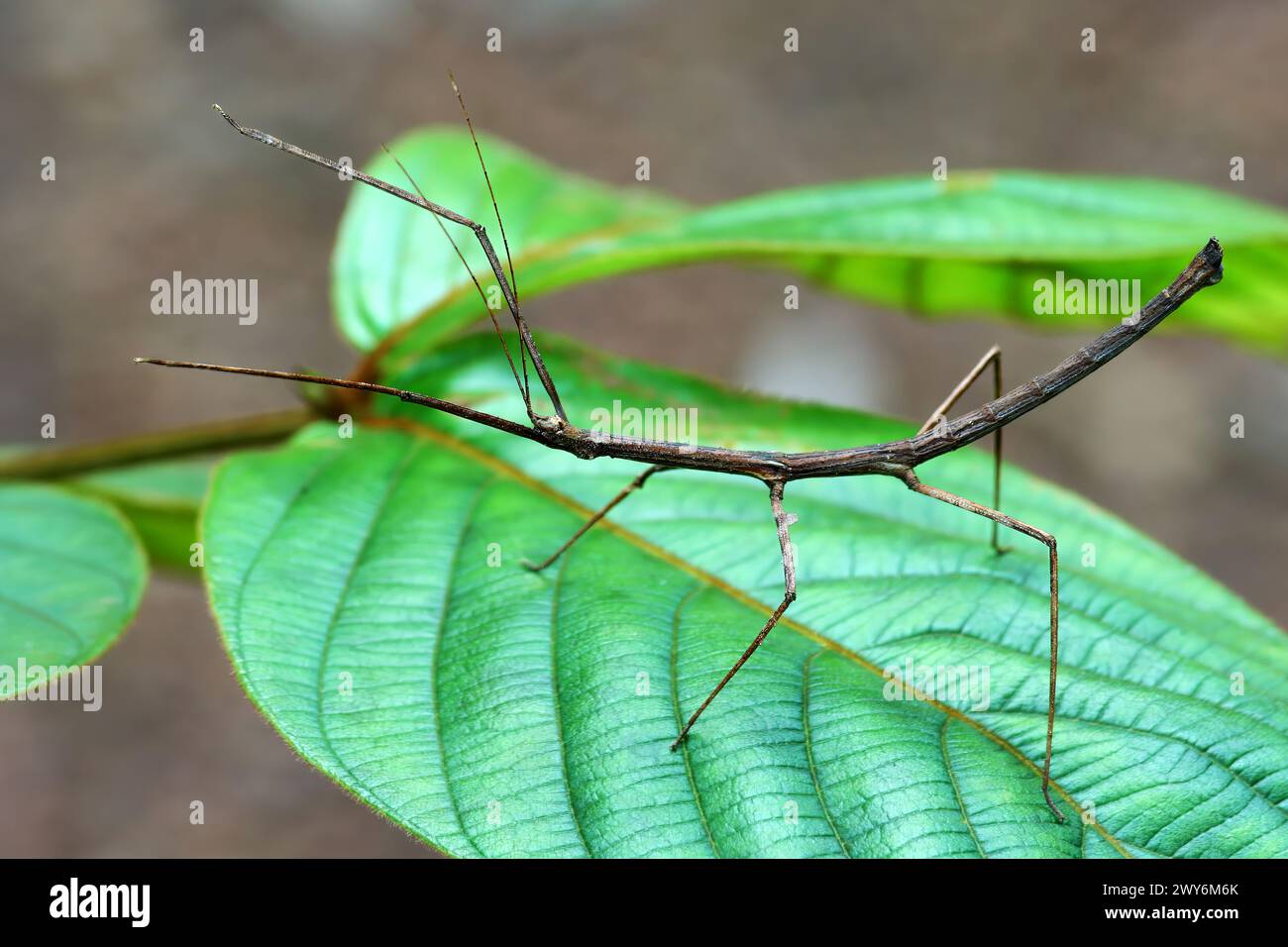 Stock Insekt, Stock Bug, Phasmatodea, Pahang, Malaysia Stockfoto