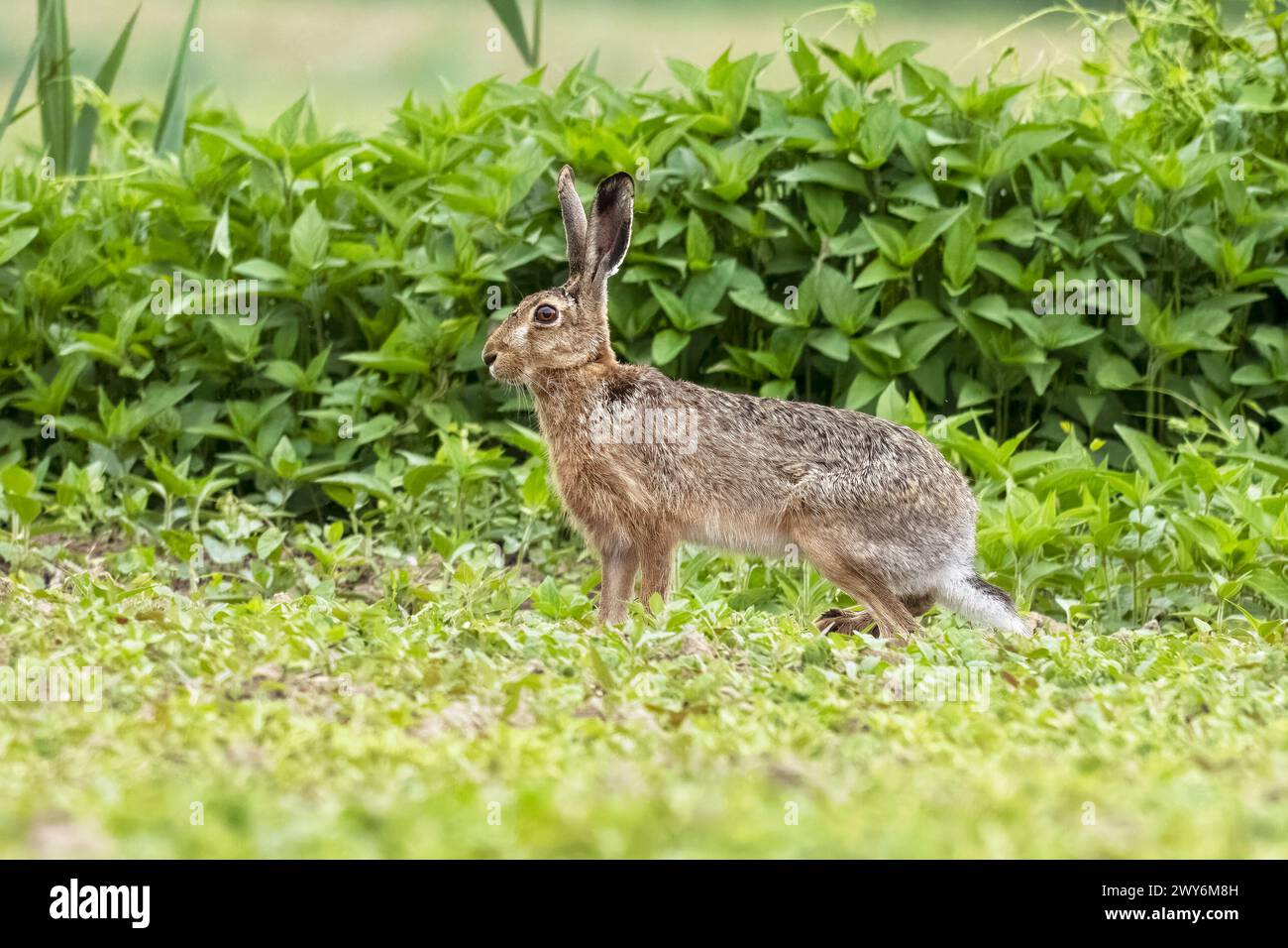 Europäischer Hase, Braunhase, Lepus Europaeus, Nordost-Italien Stockfoto