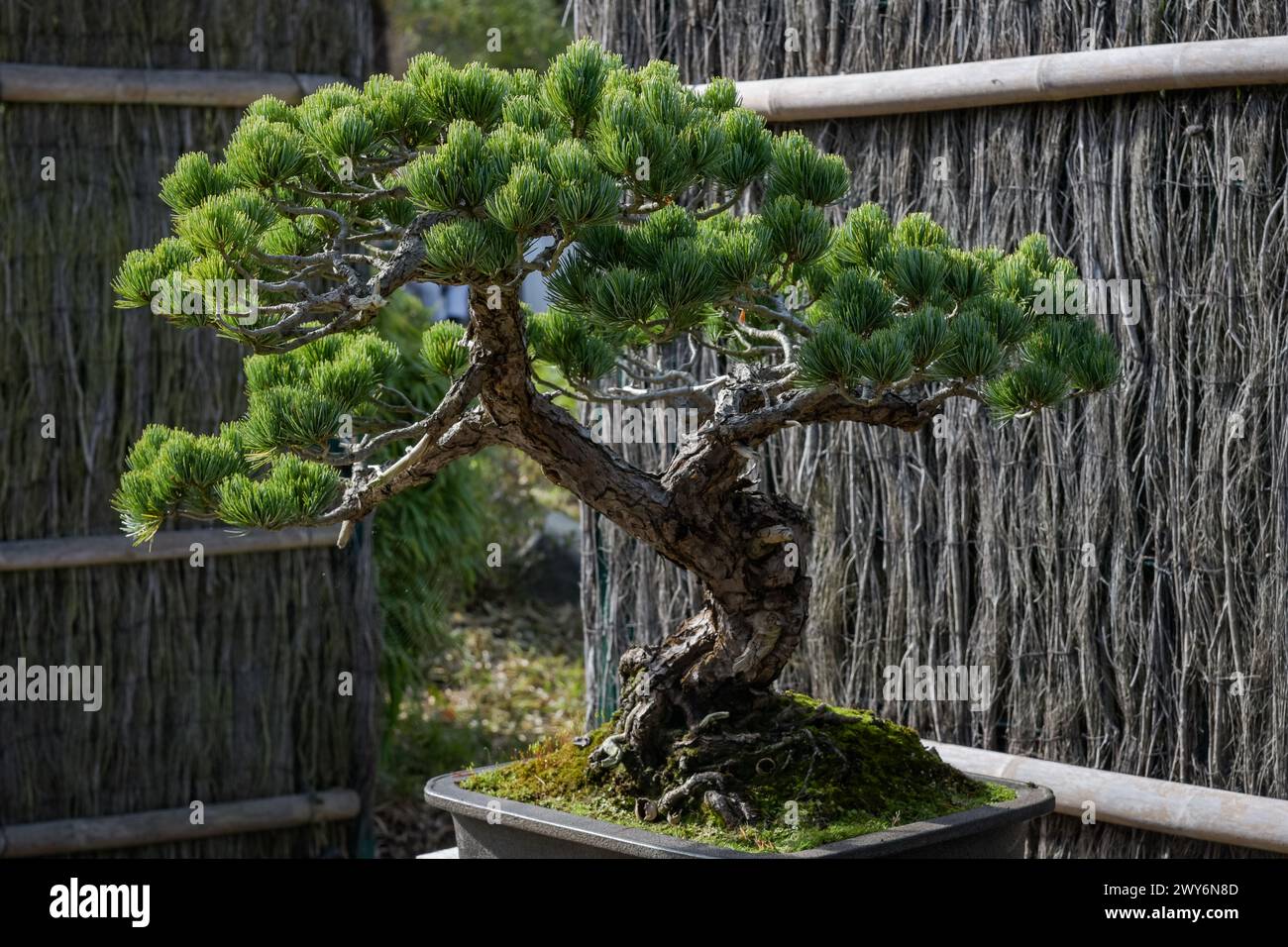 Blick auf eine japanische Weißkiefer in einem botanischen Garten in Frankreich Stockfoto