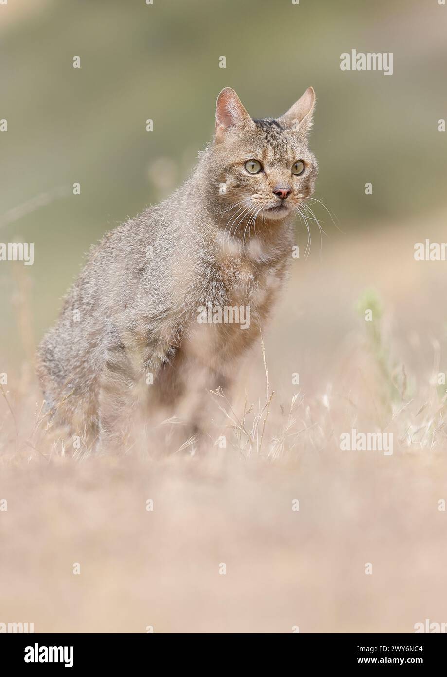 Europäische Wildkatze (Felis silvestris), Salamanca, Castilla y León, Spanien Stockfoto