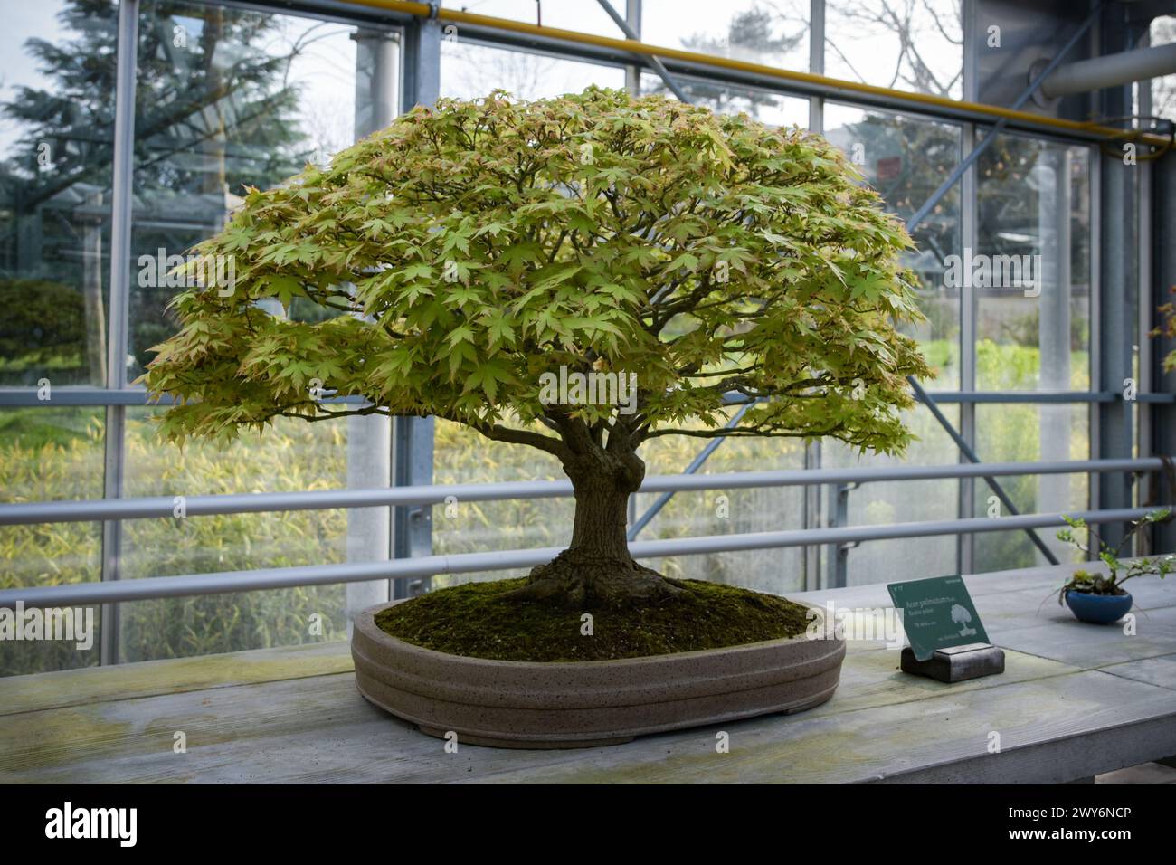 Blick auf einen Palmenahorn in einem botanischen Garten in Frankreich Stockfoto