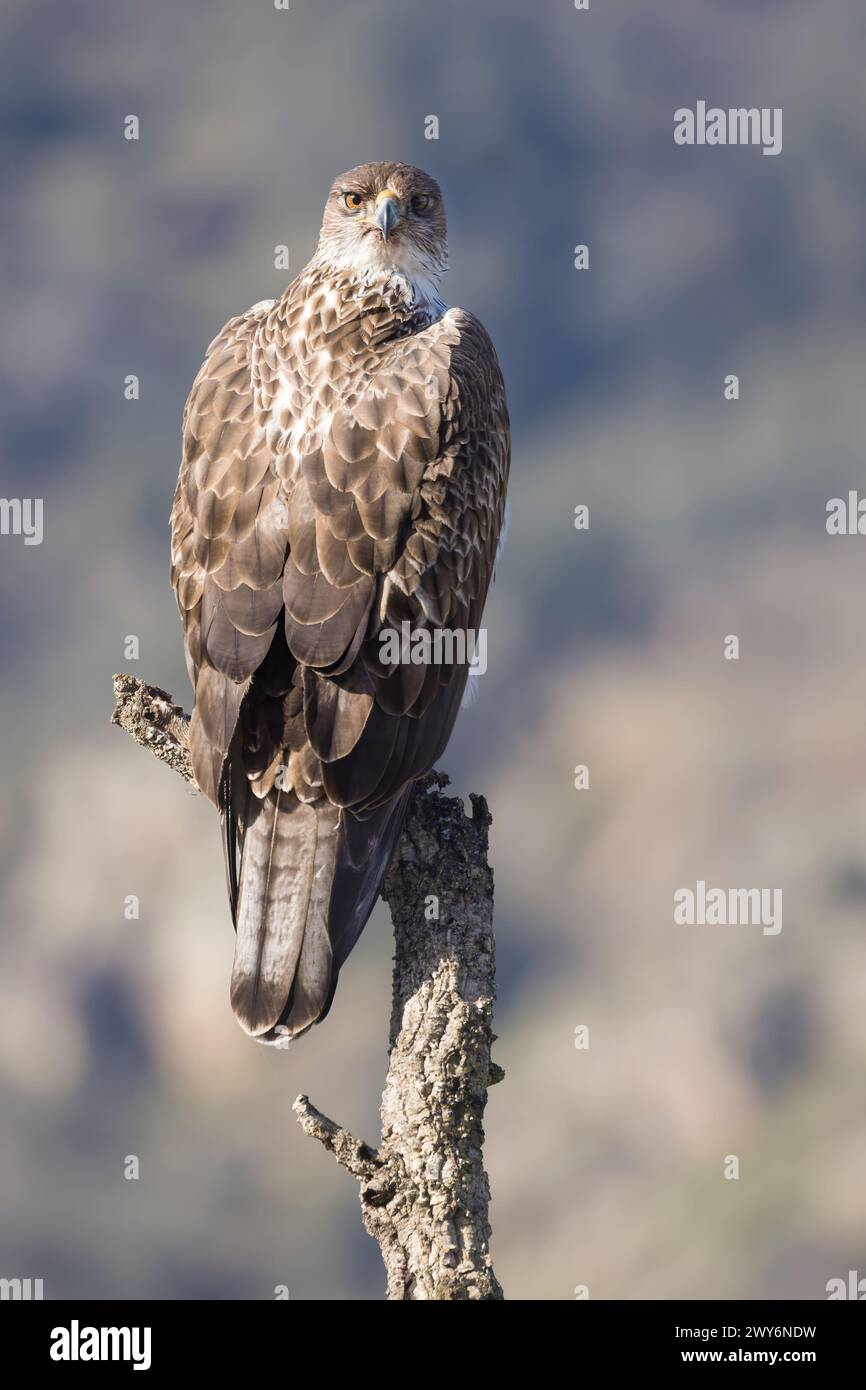 Bonellis Adler (Aquila fasciata), Salamanca, Castilla y Leon, Spanien Stockfoto