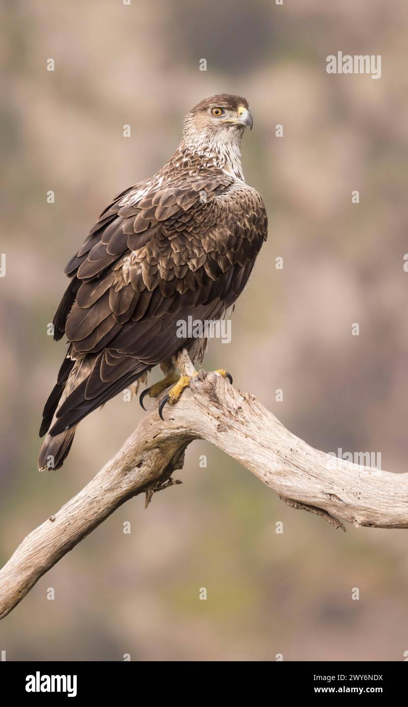 Bonellis Adler (Aquila fasciata), Salamanca, Castilla y Leon, Spanien Stockfoto