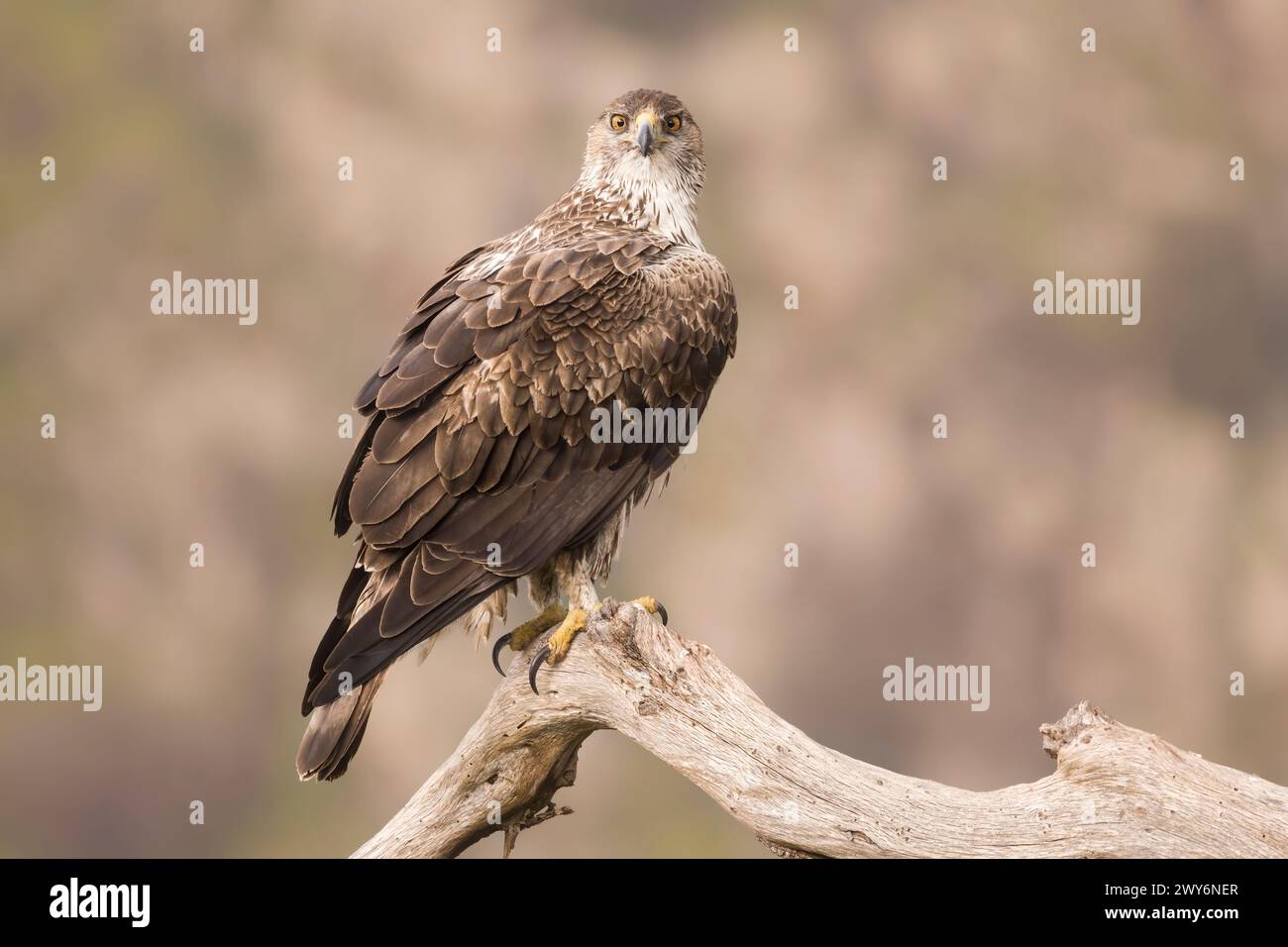 Bonellis Adler (Aquila fasciata), Salamanca, Castilla y Leon, Spanien Stockfoto