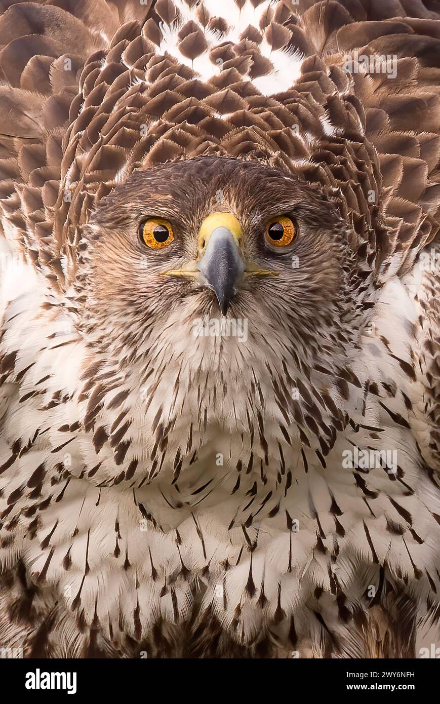 Bonellis Adler (Aquila fasciata), Salamanca, Castilla y Leon, Spanien Stockfoto