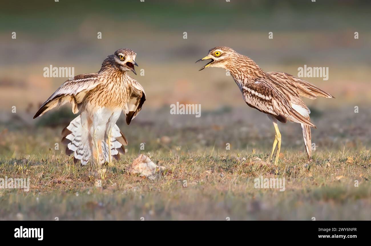 Zwei eurasische Steinbrachen (Burhinus oedicnemus), Salamanca, Castilla y Leon, Spanien Stockfoto