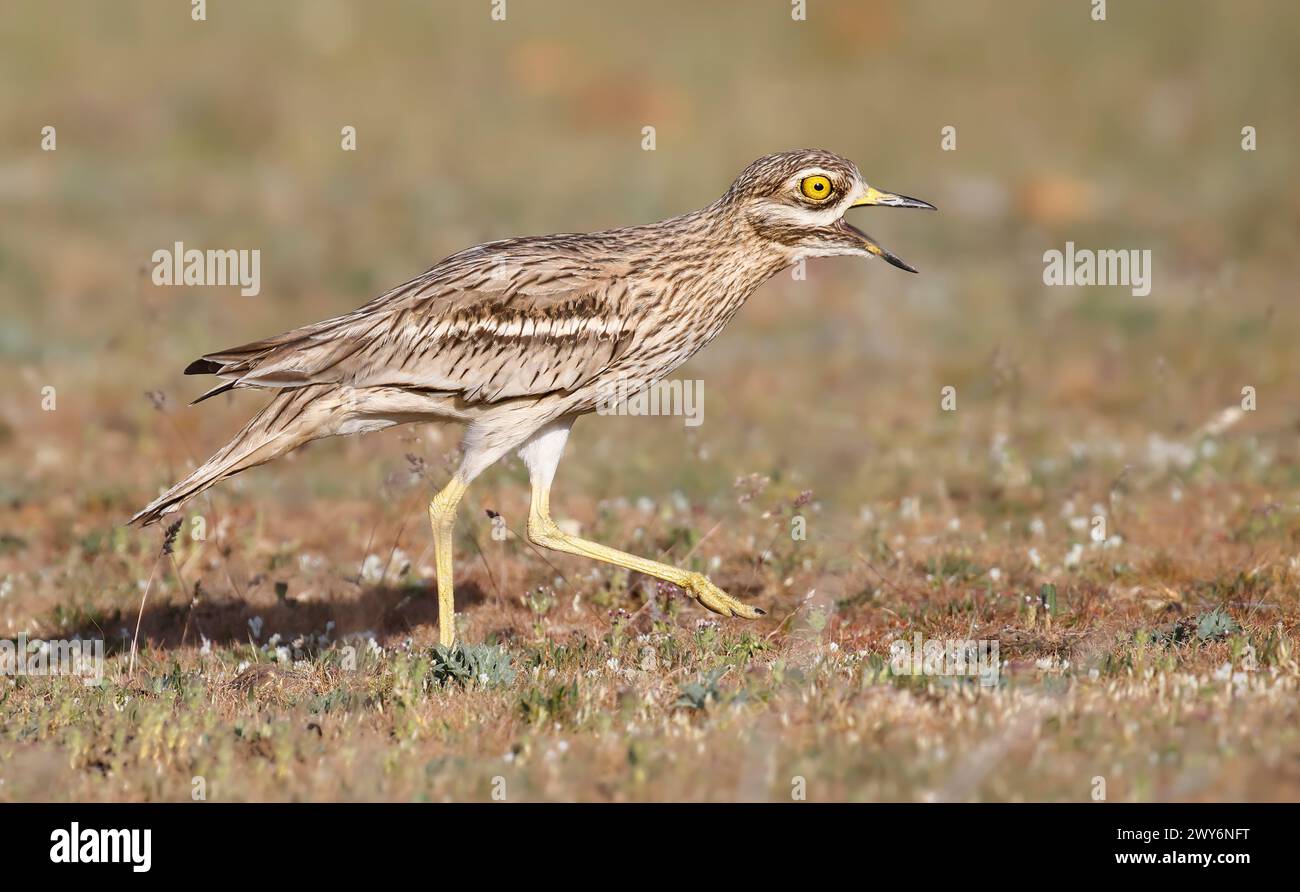 Eurasischer Steincurlew (Burhinus oedicnemus), Salamanca, Castilla y Leon, Spanien Stockfoto
