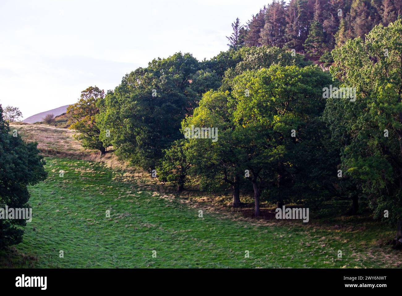Laubwälder entlang der Wiesen im goldenen Licht am späten Nachmittag in der Clwydian Range in Wales Stockfoto