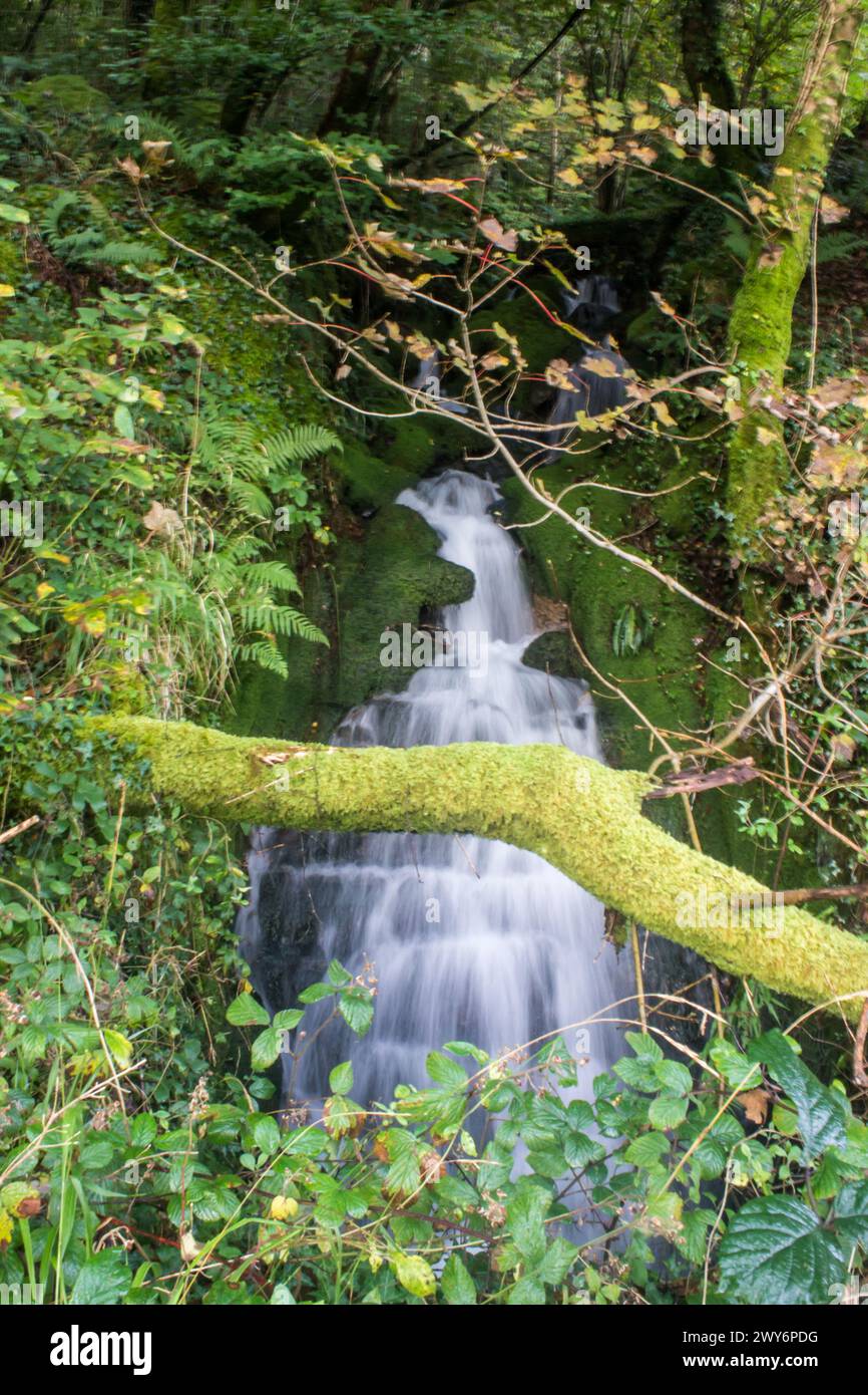 Ein kleiner Wasserfall in den Wäldern des Eryri National Park of Wales Stockfoto