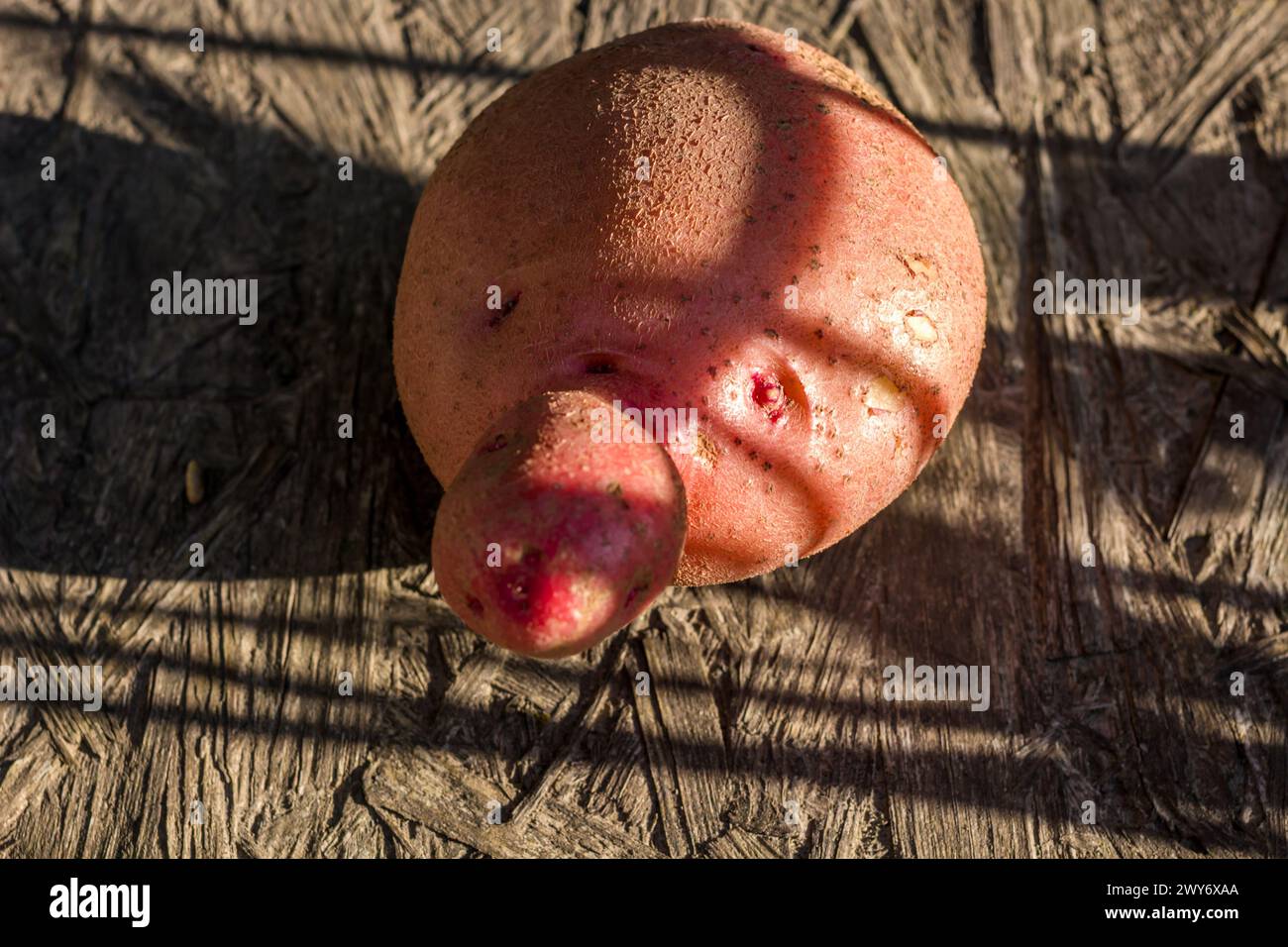 Kartoffelfrucht in Form eines Gesichts Stockfoto