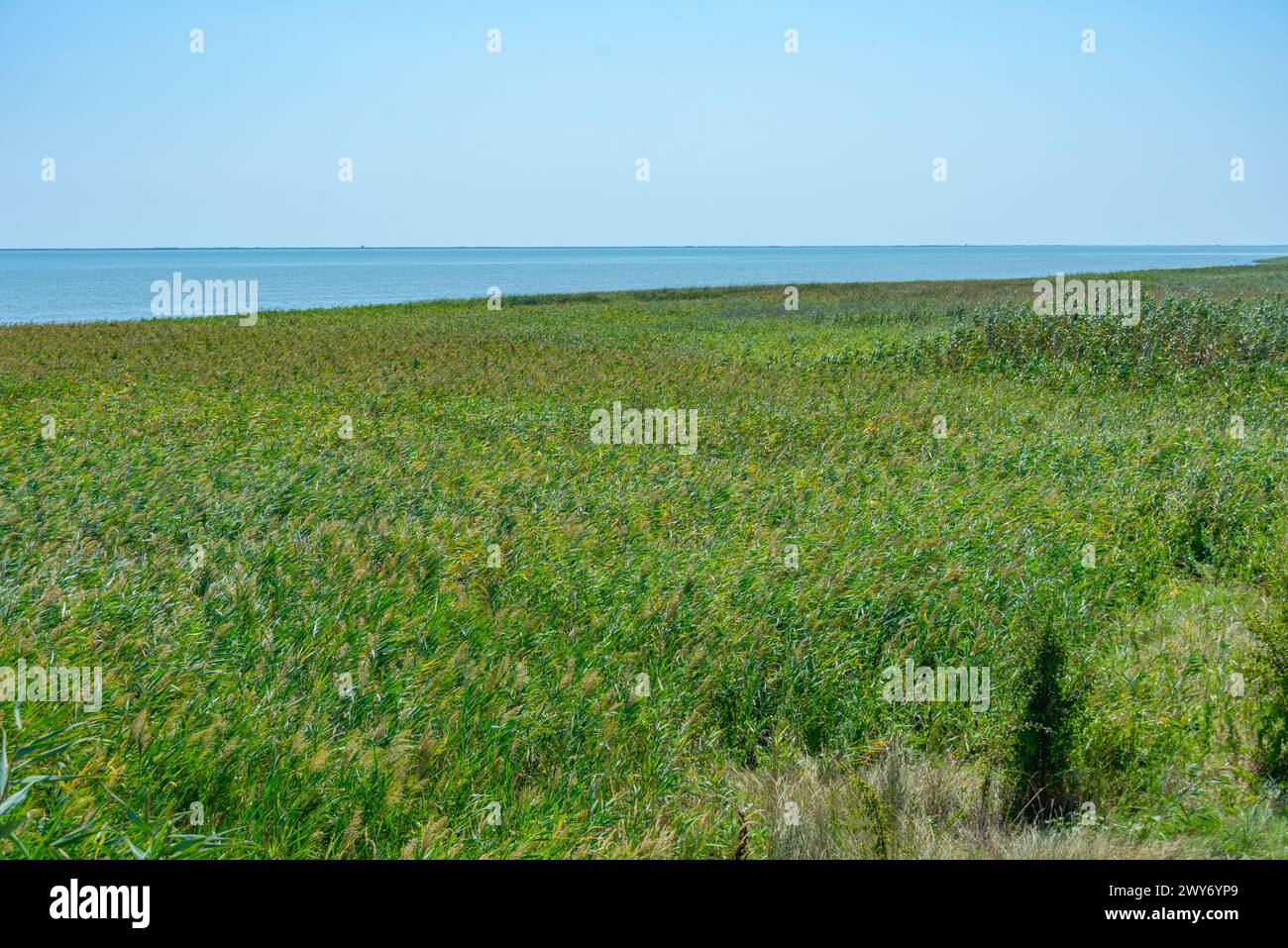 Sommertag im Donaudelta in Rumänien Stockfoto