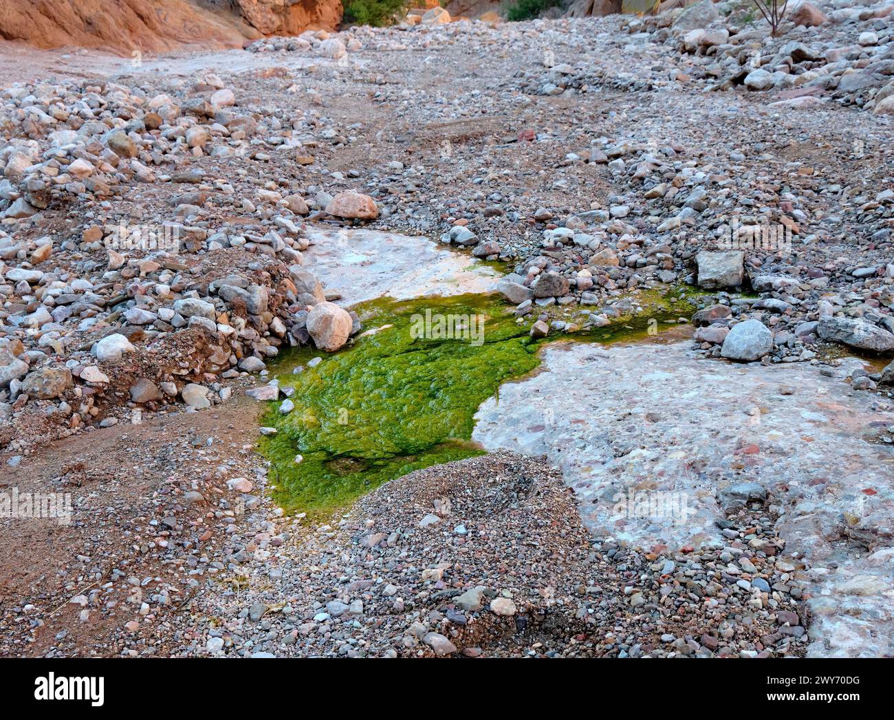 Grüne Vegetation ist ein überraschendes Zeichen von Wasser im trockenen Flussbett des 220 Mile Canyon im Grand Canyon National Park, Arizona. Stockfoto