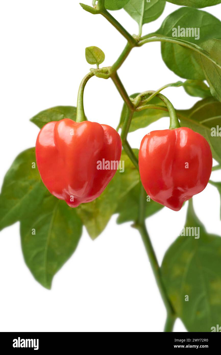 Rote Habanero-Chili-Paprika Pflanze isoliert weißen Hintergrund, Paprika Chinense, heißeste Gewürze mit faltiger oder genoppter Haut intensive Würze Geschmack Stockfoto