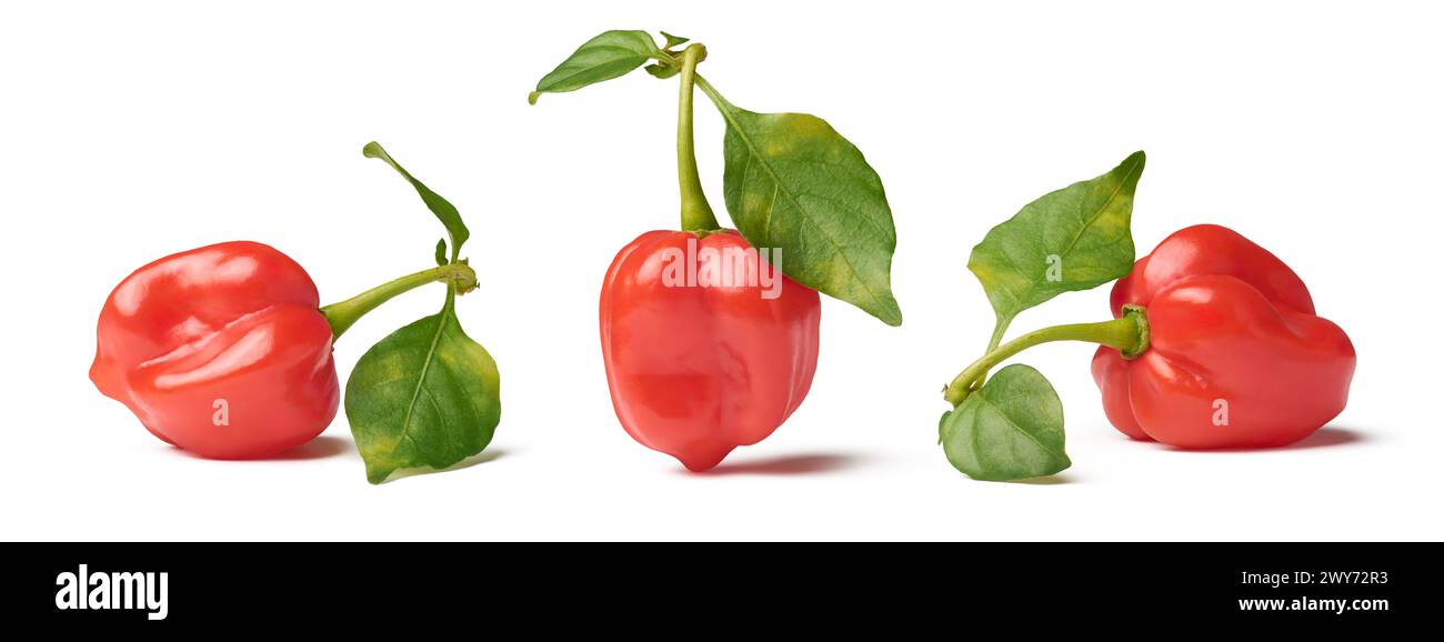 Rote Habanero-Chili-Paprika mit Laub isoliert weißem Hintergrund, Paprika Chinense, heißeste Gewürze mit faltiger oder genoppter Haut intensive Schärfe Stockfoto