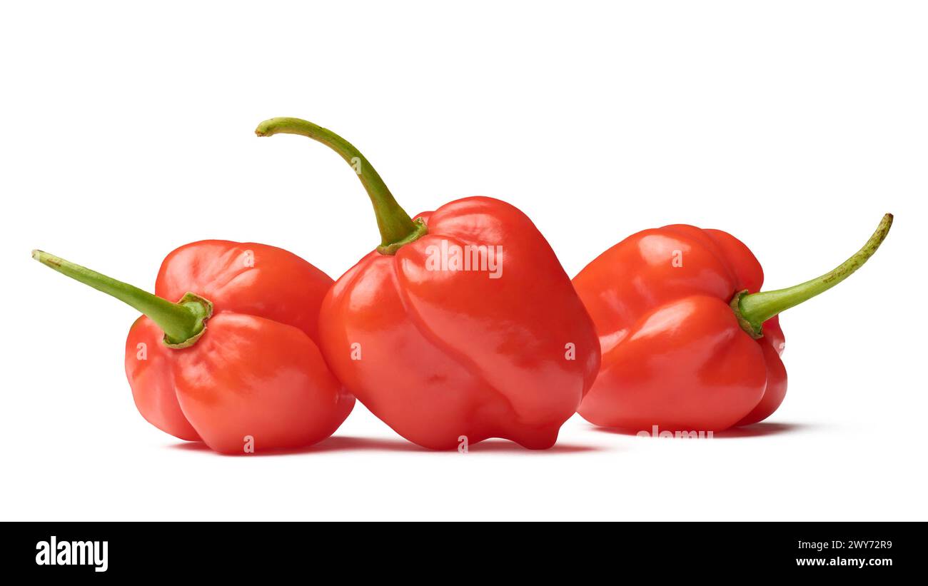 Drei rote Habanero-Chili-Paprika isolierter weißer Hintergrund, Paprika Chinense, heißeste Gewürze mit faltiger oder genoppter Haut intensiver Würze Stockfoto