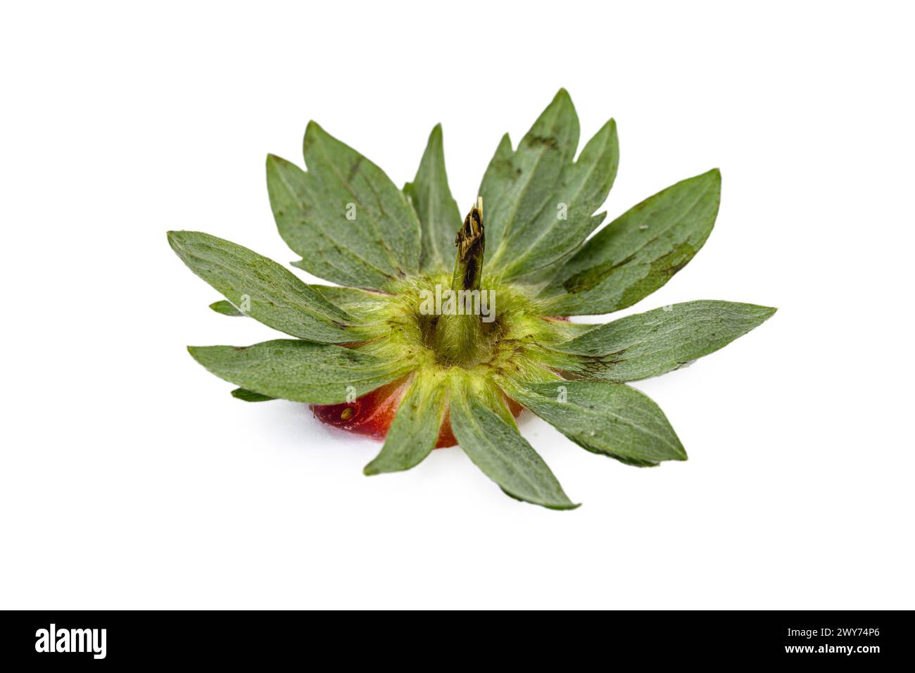 Erdbeerkrankheit Sepalen, Sepalen sind legale Teile der Blume, befindet sich im äußersten Wirbel der Blume. Pilz- und Krankheitsflecken Stockfoto