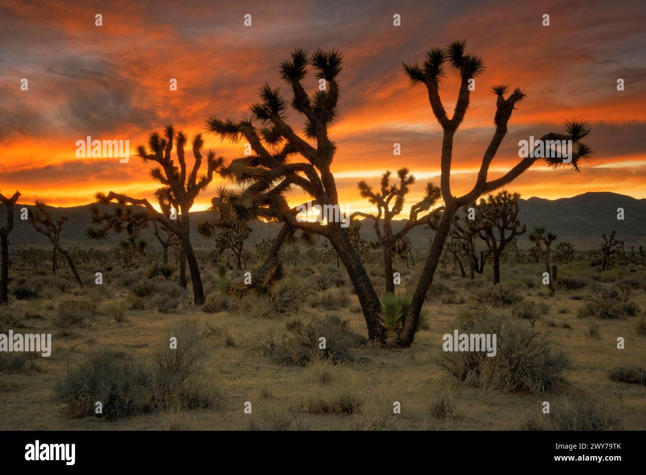 Sonnenuntergang über dem Headstone Rock im kalifornischen Joshua Tree National Park. Stockfoto