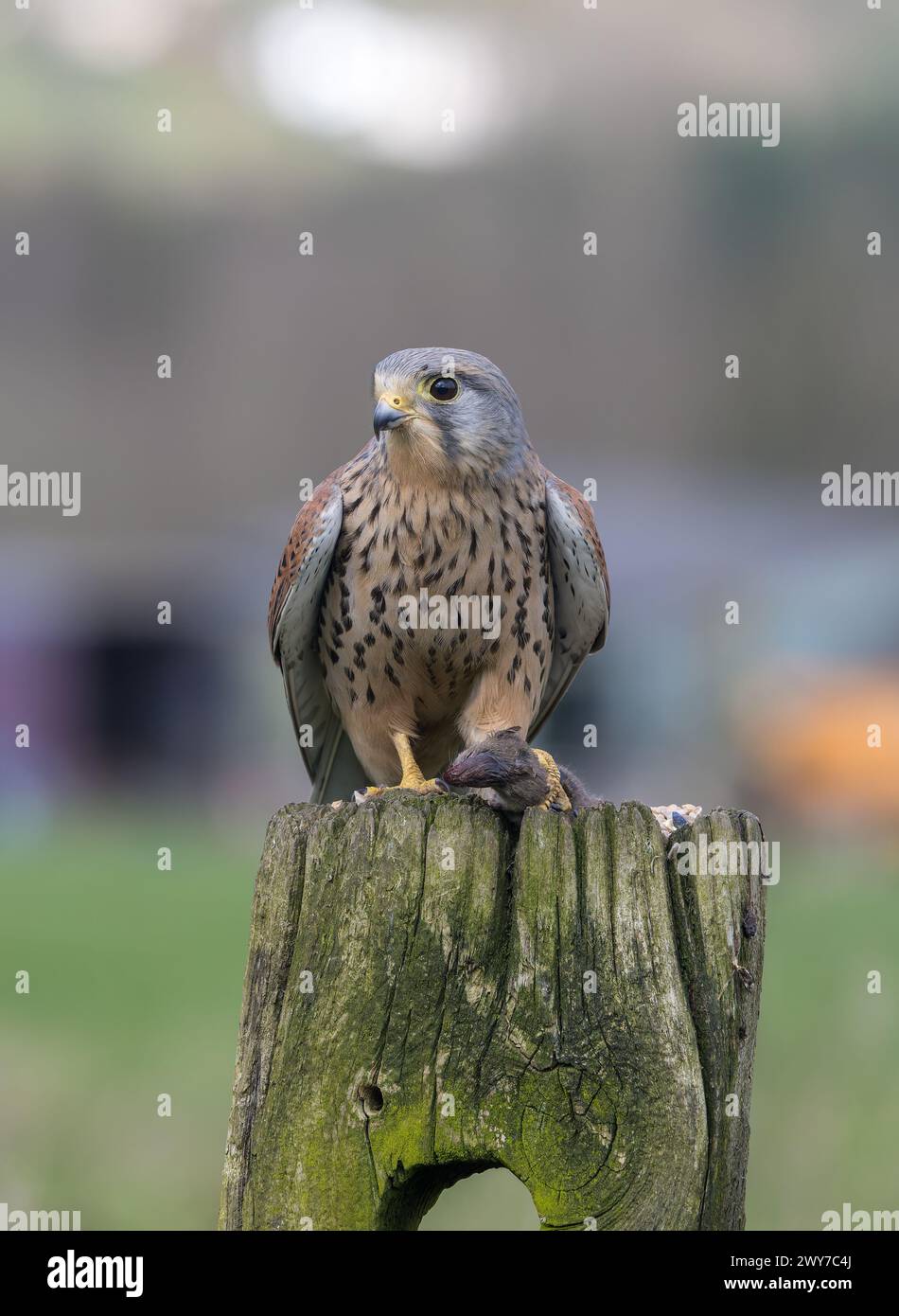 Männlicher Kestrel, Falco Tinnunkulus, auf einem Torpfosten Stockfoto