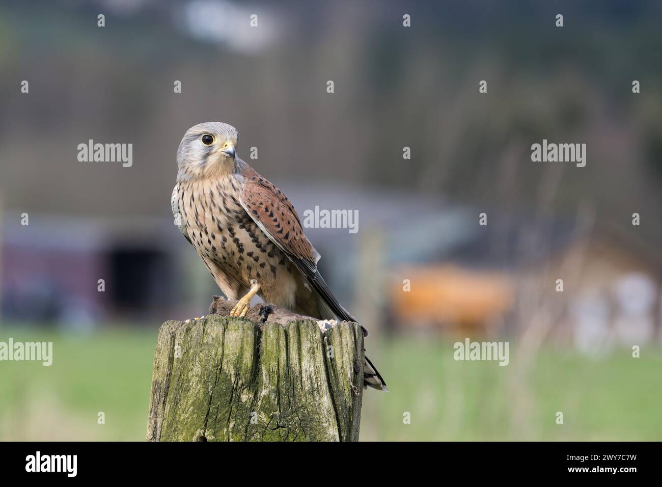 Männlicher Kestrel, Falco Tinnunkulus, auf einem Torpfosten Stockfoto