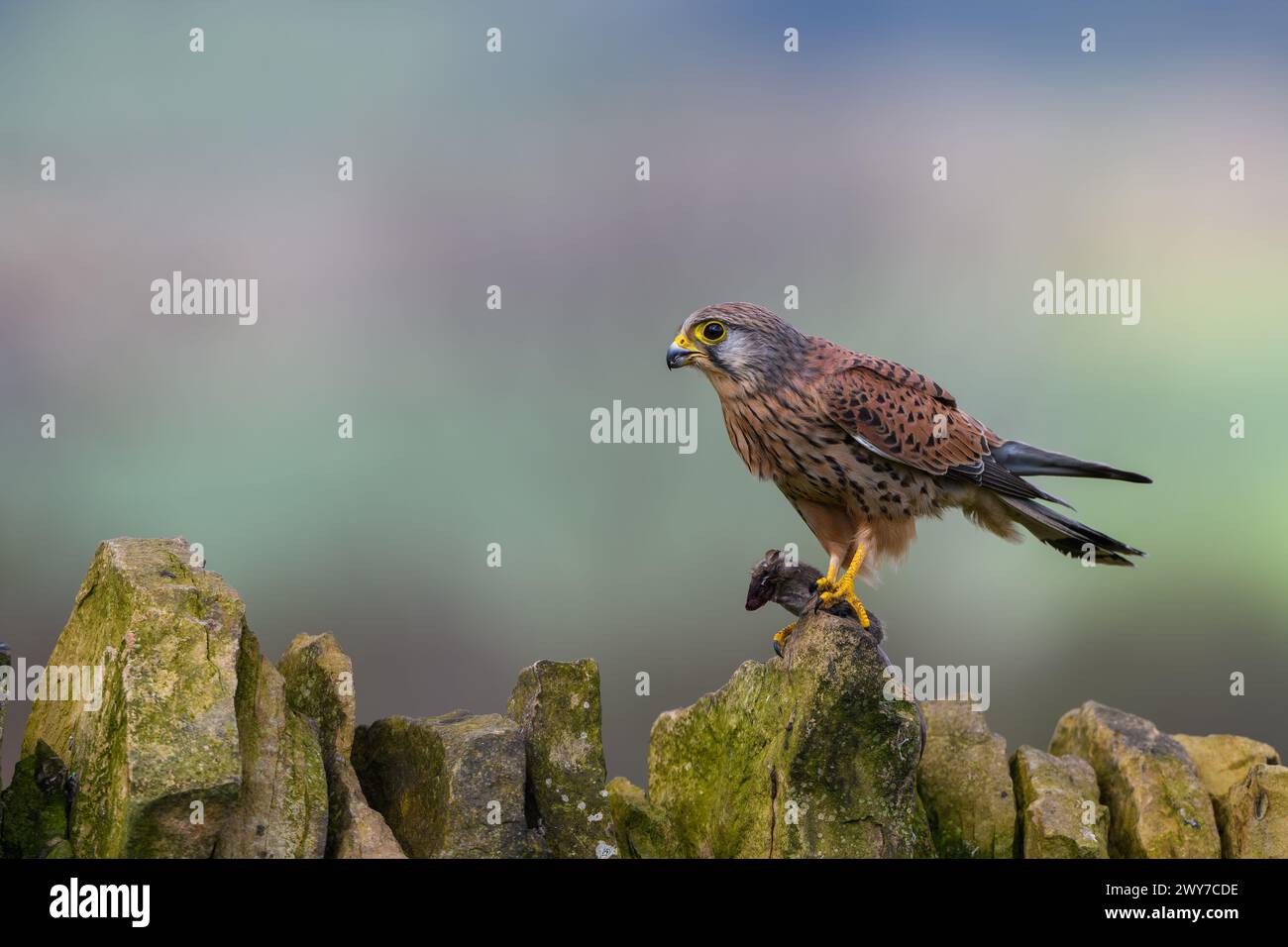 Männlicher Kestrel, Falco Tinnunkulus, auf einer Trockenmauer Stockfoto