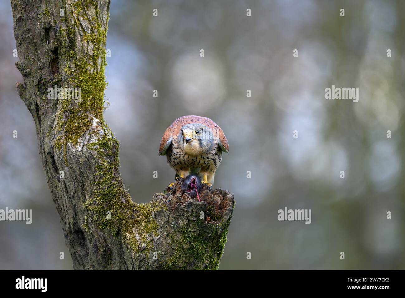 Männlicher Kestrel, Falco Tinnunkulus, auf einem Baumstumpf Stockfoto