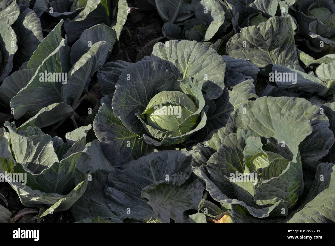 Kohl auf einem Gebiet Serbiens Stockfoto